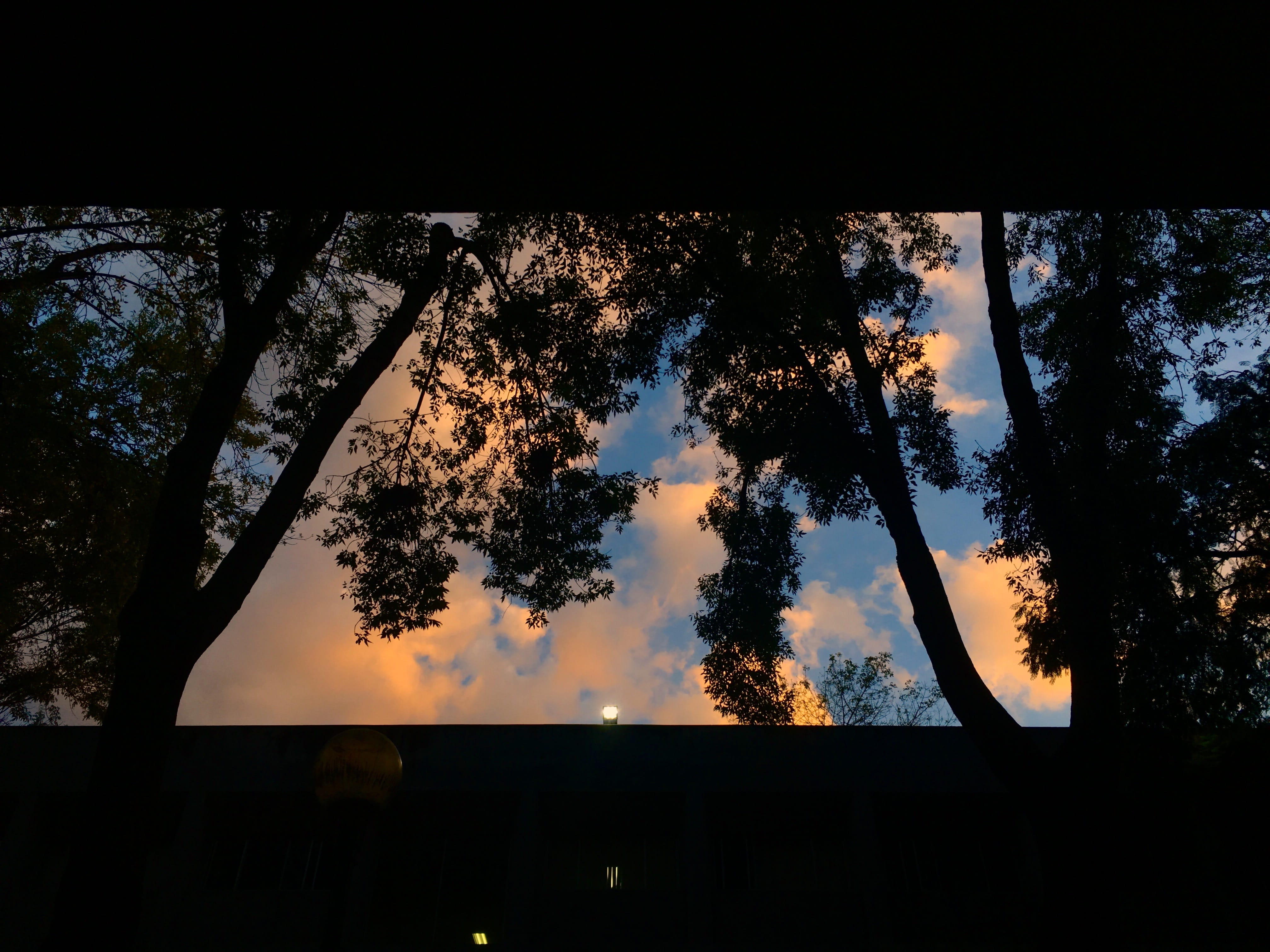 sky, cloud - sky, trunk, idyllic, tree, nature, 4K, plant, scenics - nature, ciudad de méxico, outdoors, blue, growth, orange, silhouette, built structure, HD Wallpaper