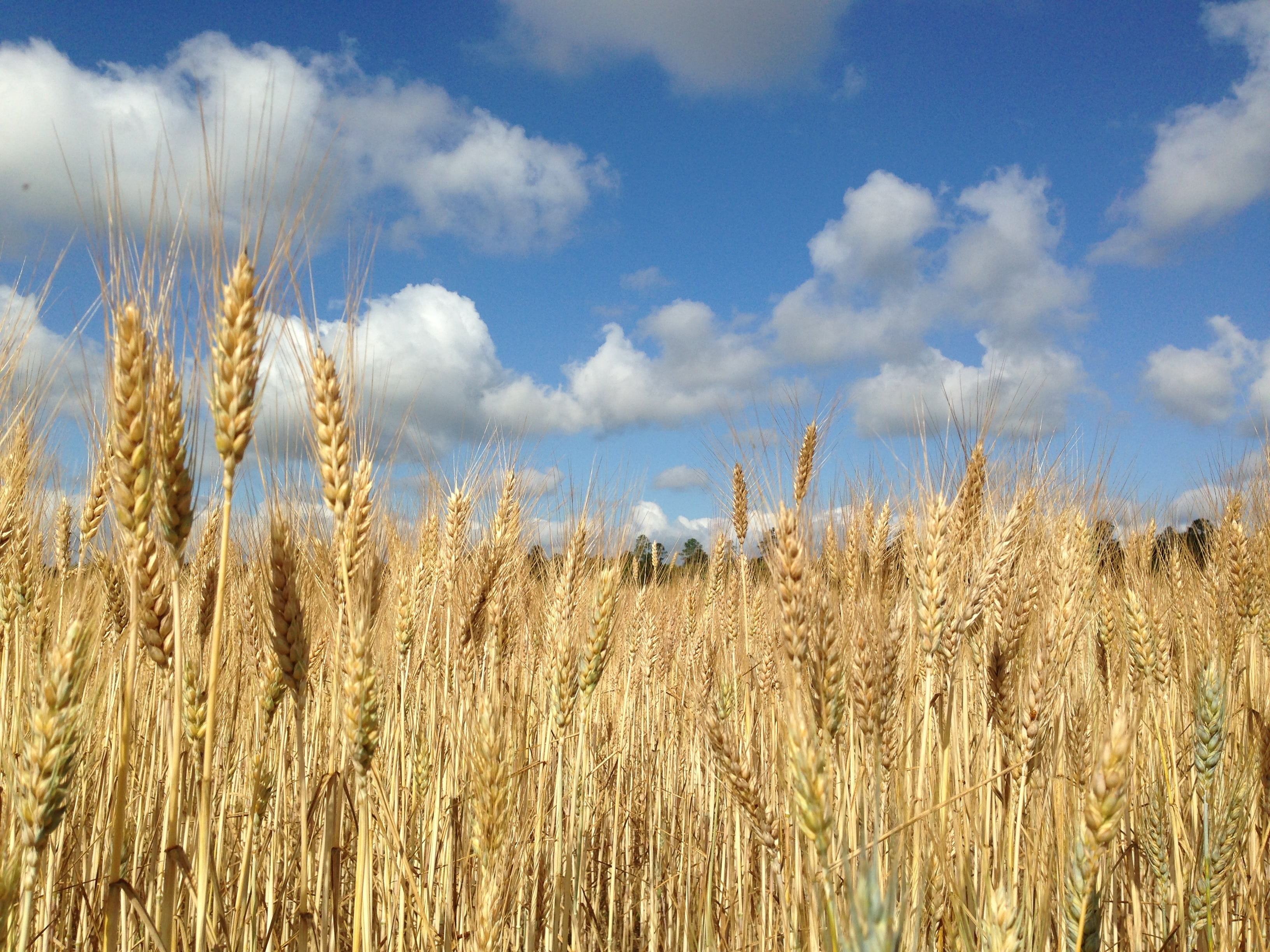 scenics - nature, day, harvest, cereal Plant, landscape, ripe, farmland, tranquility, harvesting, farm, blue sky, nature, outdoors, summer, cloud - sky, HD Wallpaper