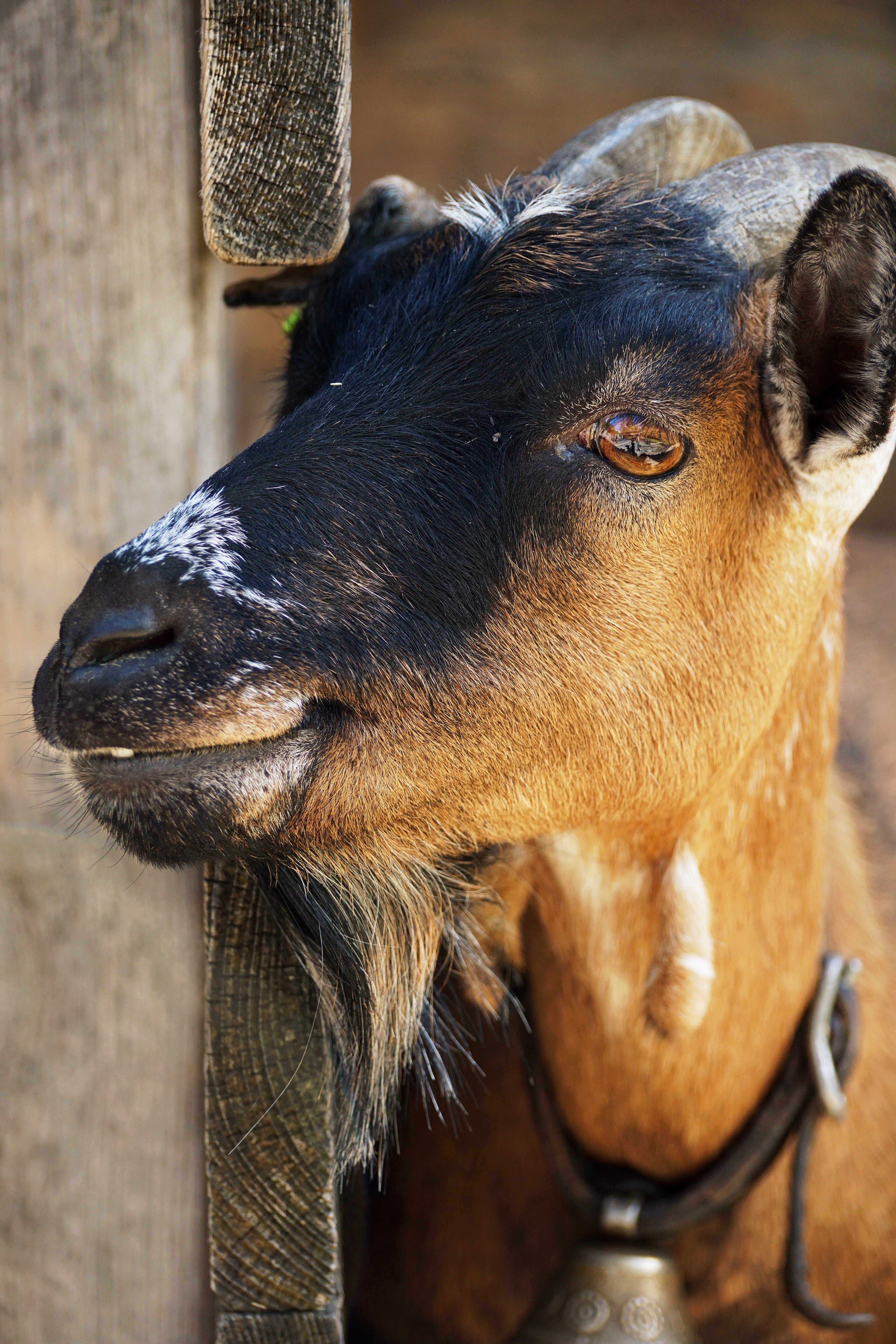 awakened, goat, animal world, horned, herbivorous, animal, eyes, billy goat, looking away, animal head, brown, pets, fun, curious, dog, bock, close-up, Phone HD Wallpaper