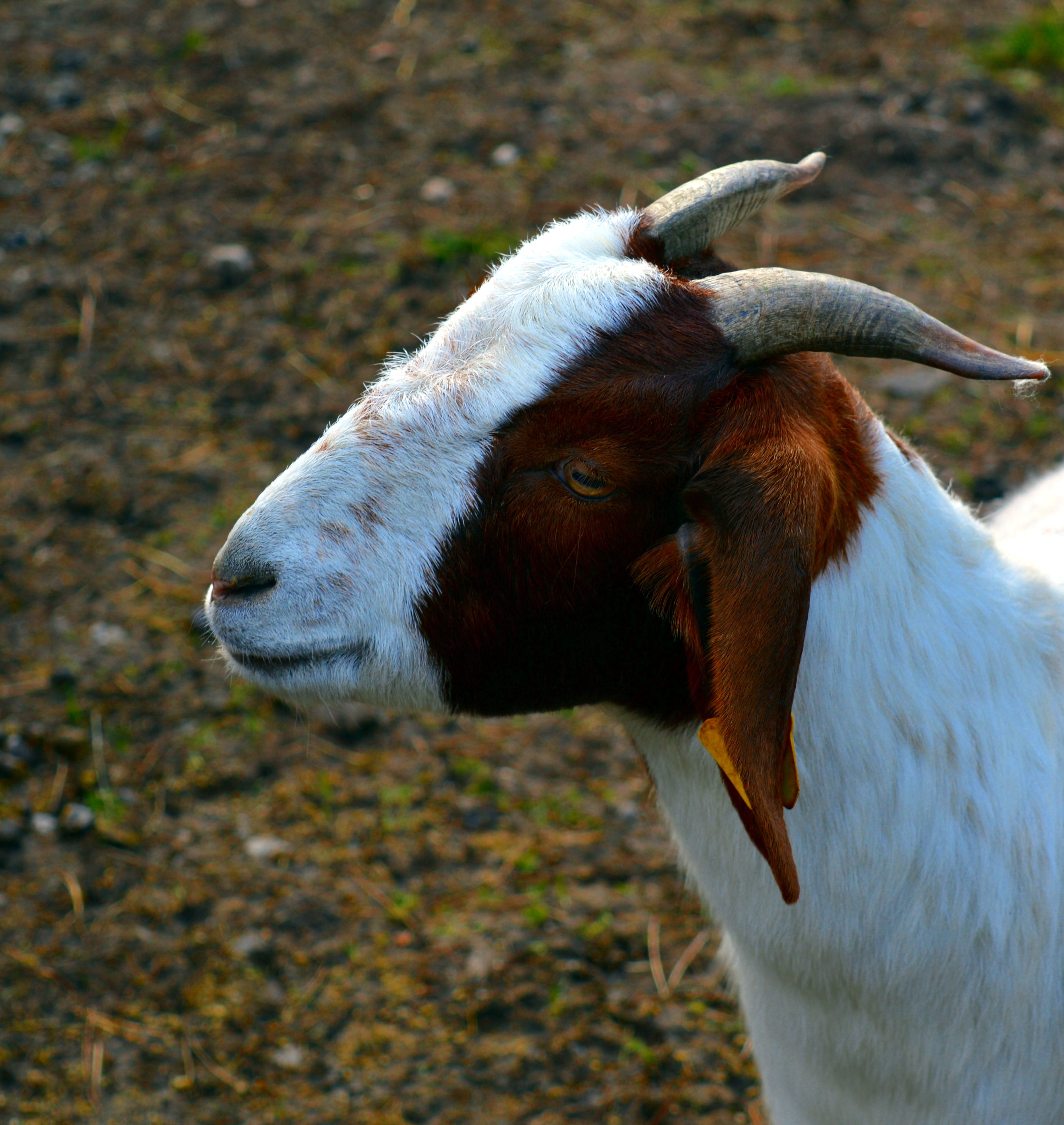 land, domestic, nature, fur, head, bock, animal wildlife, zoo, mammal, domestic goat, close, day, vertebrate, close-up, pet, horned, goat, animal, paarhufer, Phone HD Wallpaper