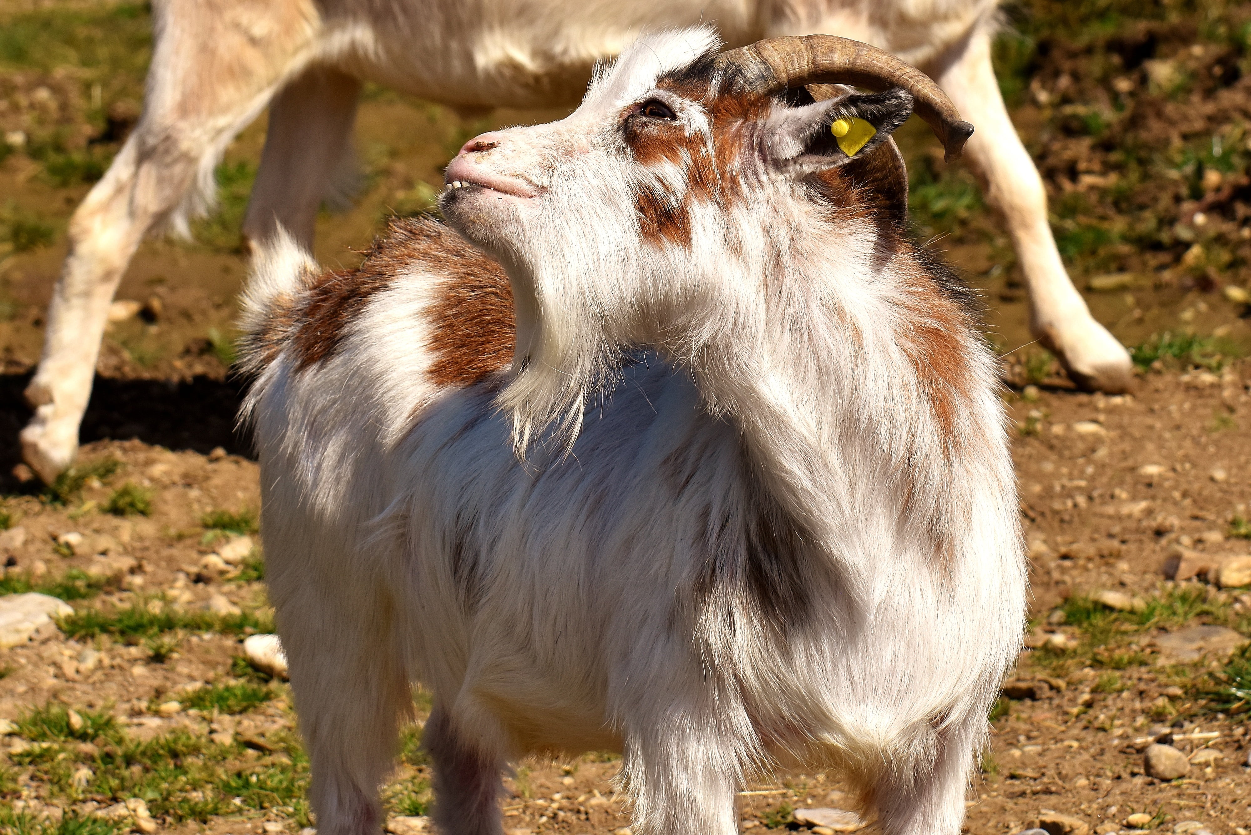 plant, billy goat, wildlife photography, pasture, outdoors, nature, goatee, agriculture, day, no people, herbivorous, good aiderbichl, animal world, creature, HD Wallpaper