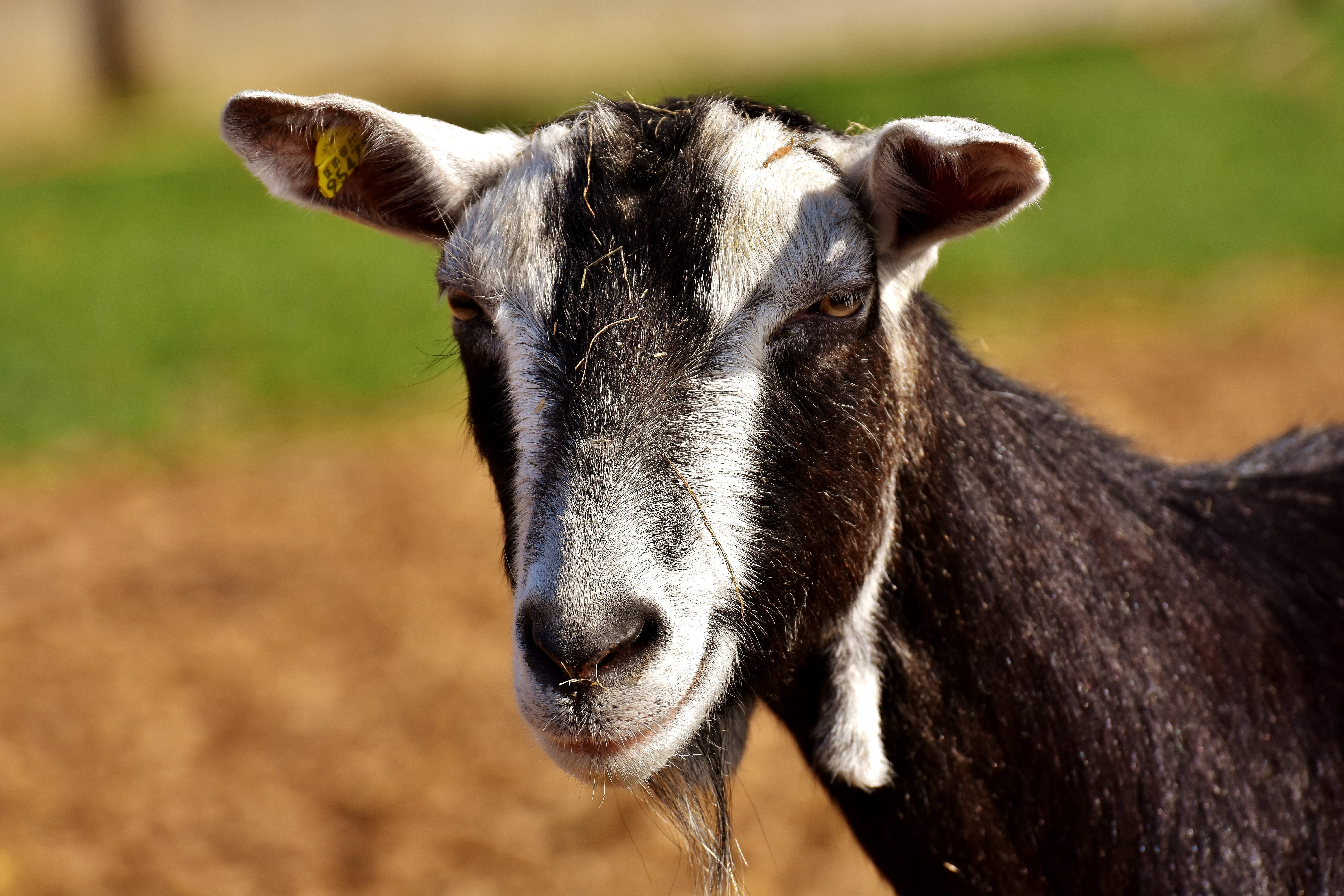 focus on foreground, no people, animal themes, farm, domestic goat, looking at camera, creature, public record, nature, mammal, pets, close-up, goat, herbivorous, HD Wallpaper