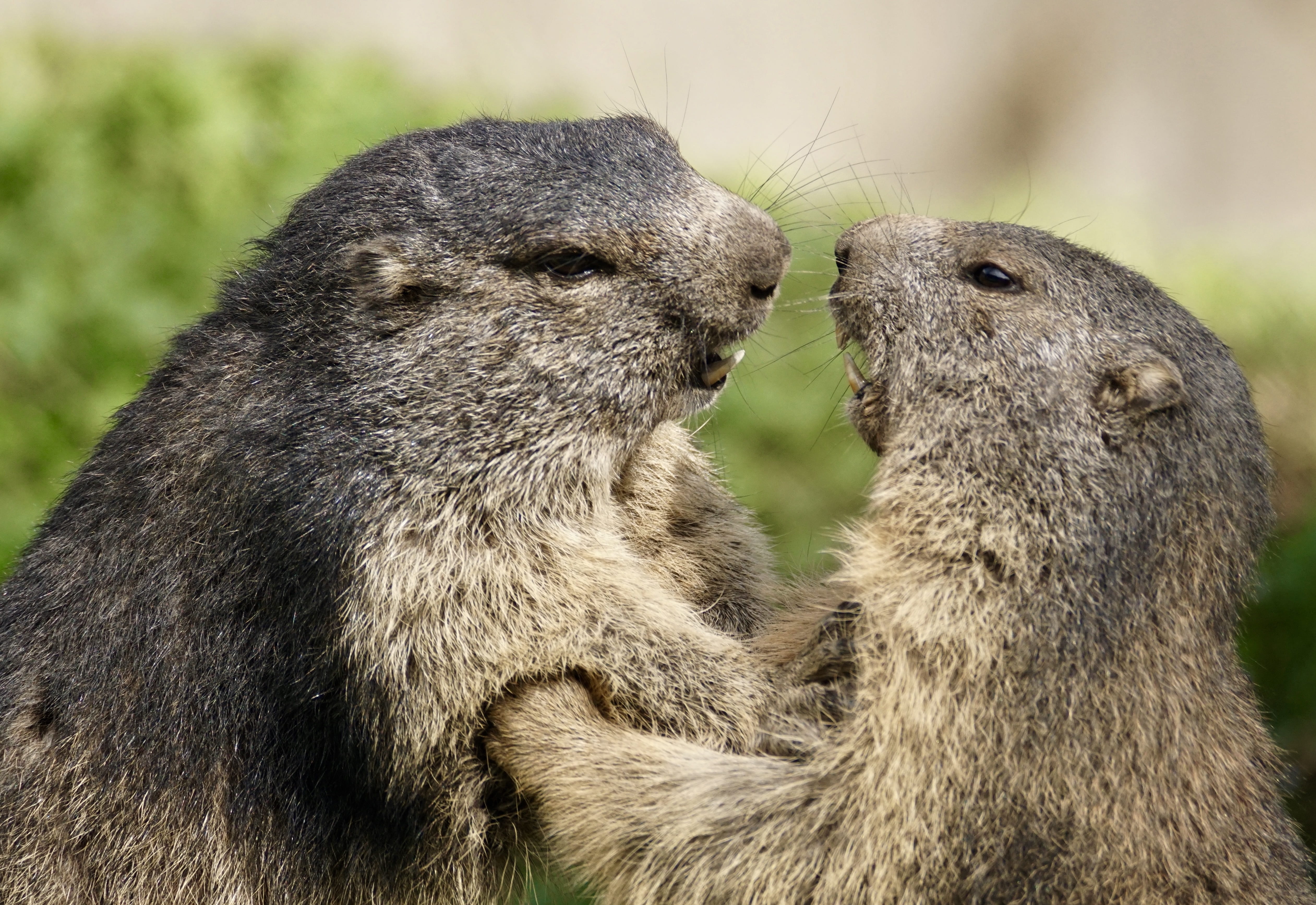 animal, rodent, dentai records, two, rock, underwater, animals, vertebrate, female, gopher, pair, focus on foreground, two animals, animal wildlife, males, HD Wallpaper