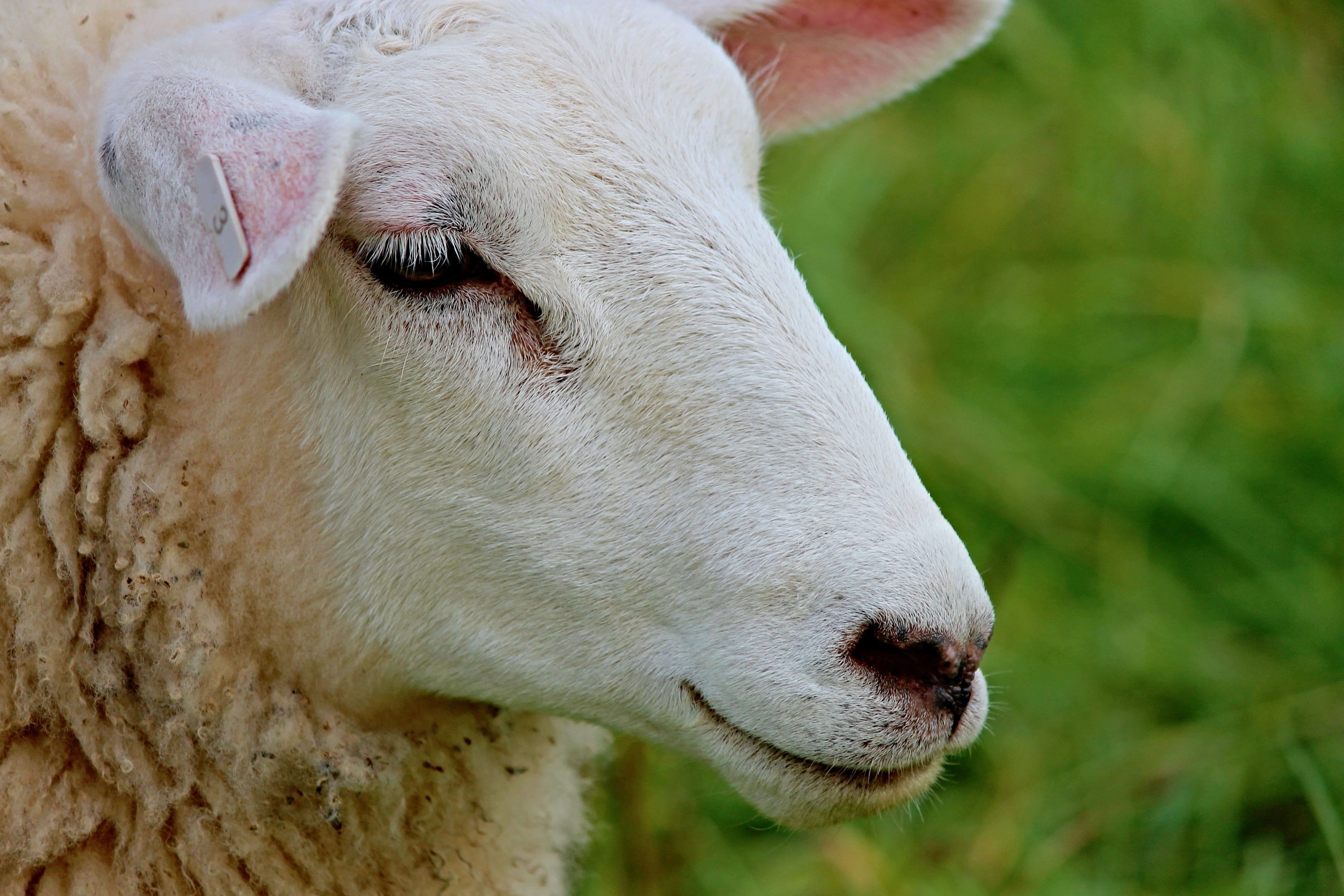 view, livestock, grass, ears, animal body part, nature, animal head, close-up, sheepshead, sheep, one animal, photo, pasture, animal world, head, animal eye, HD Wallpaper