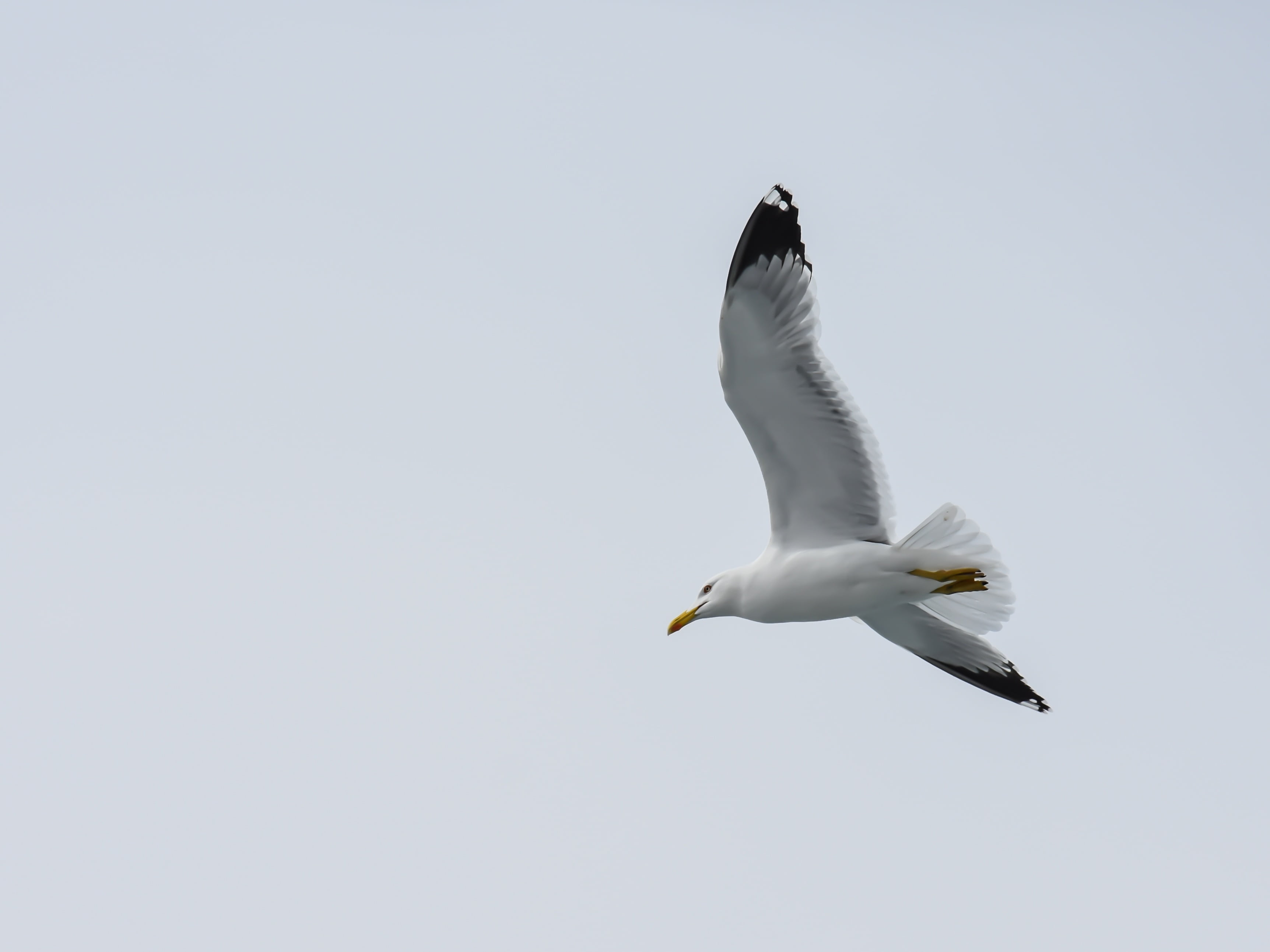 motion, animals, sky, wildlife, nature, day, mid-air, clear sky, bird, copy space, vertebrate, greece, animal themes, spread wings, animal, white, one animal, HD Wallpaper