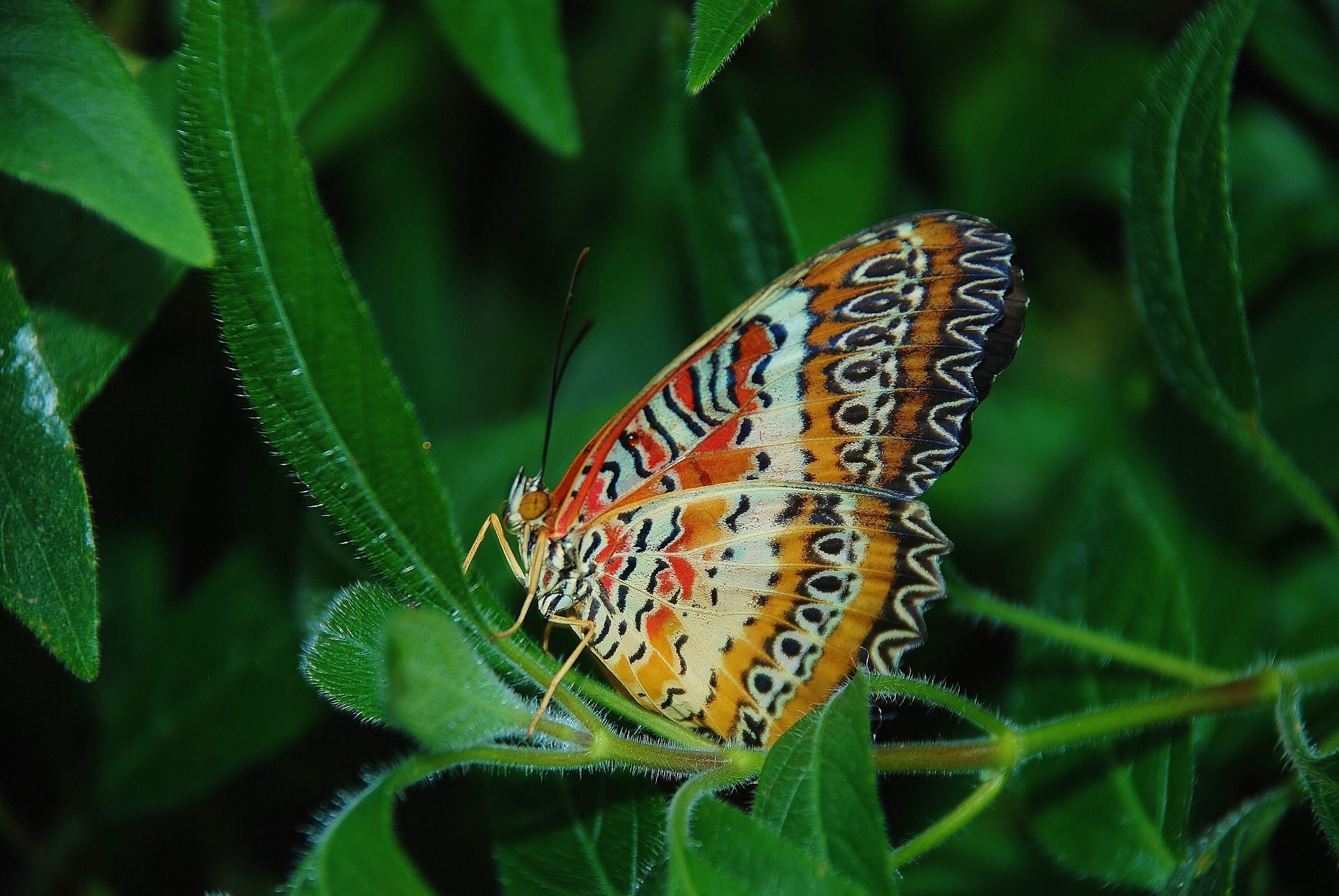 Animal, summer, lacewing, one animal, photography, green, perching, day, butterflies, animals in the wild, beauty In Nature, leaf, insect, animal markings, HD Wallpaper