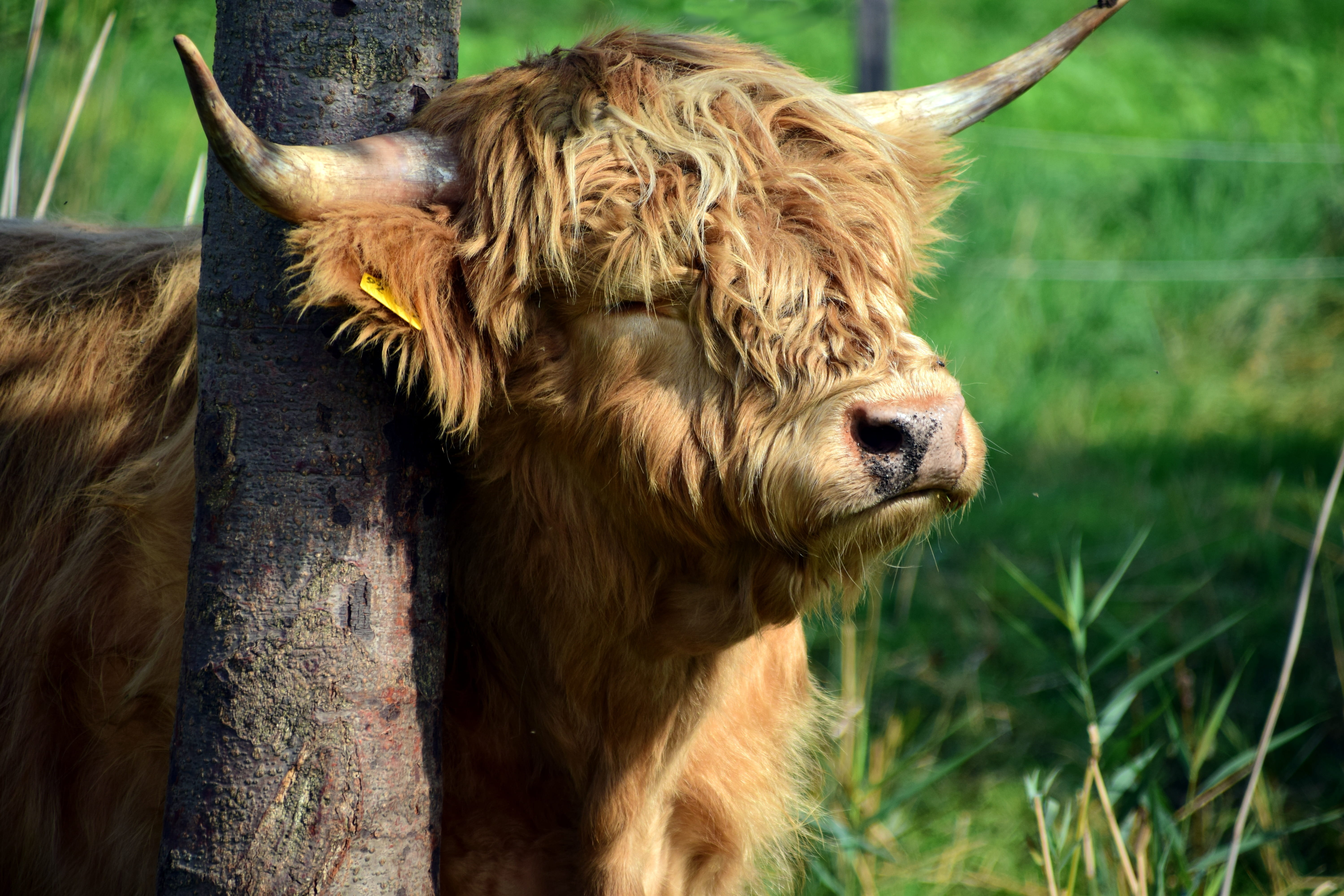 no people, head, animal wildlife, close, animal head, bison, outdoors, hair, horns, horned, furry, highland cattle, agriculture, pasture, highland beef, HD Wallpaper