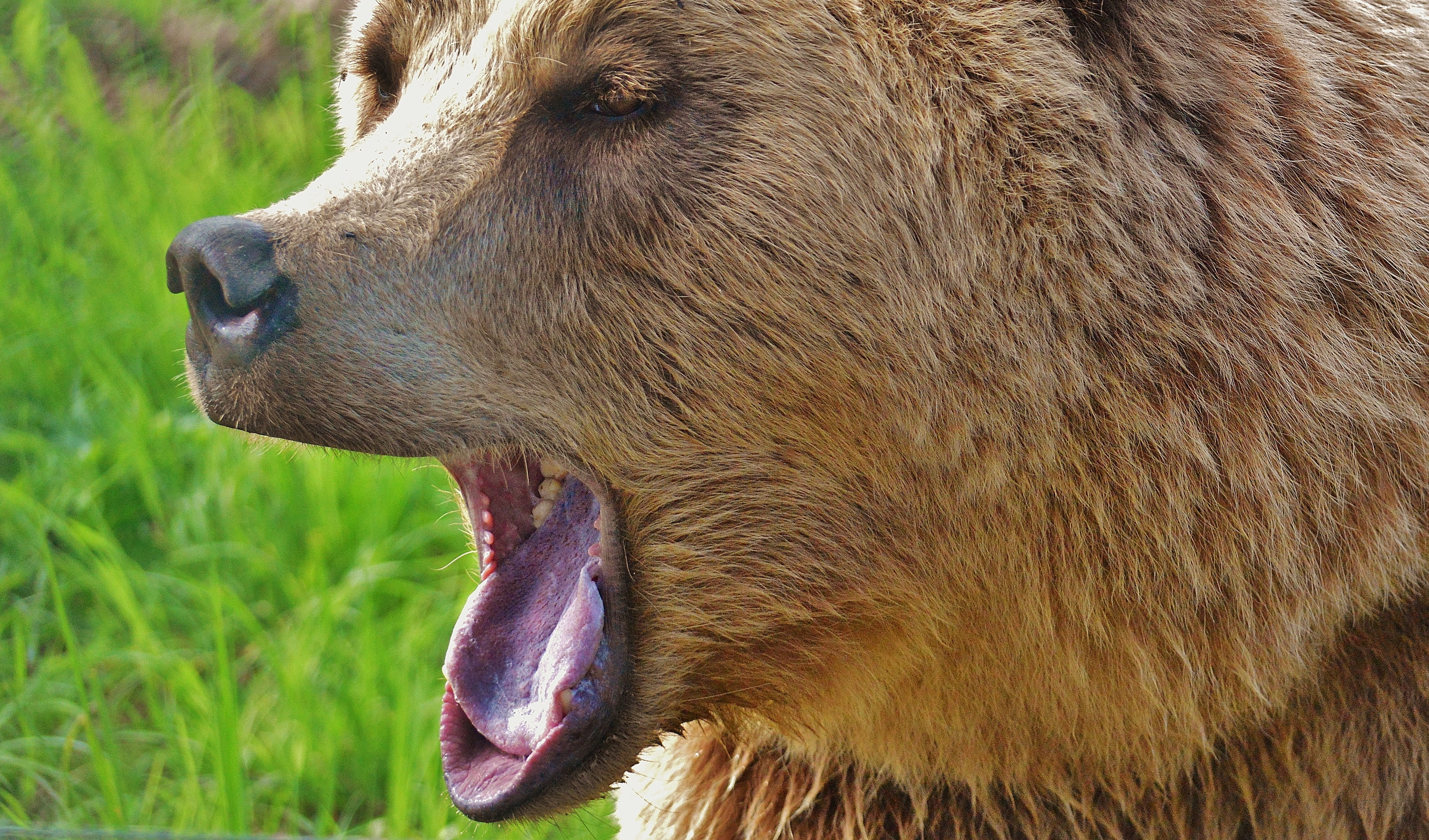 furry, animal themes, close-up, bear, plant, animal world, animal, forest, herbivorous, one animal, animal body part, animal head, wildpark poing, vertebrate, HD Wallpaper