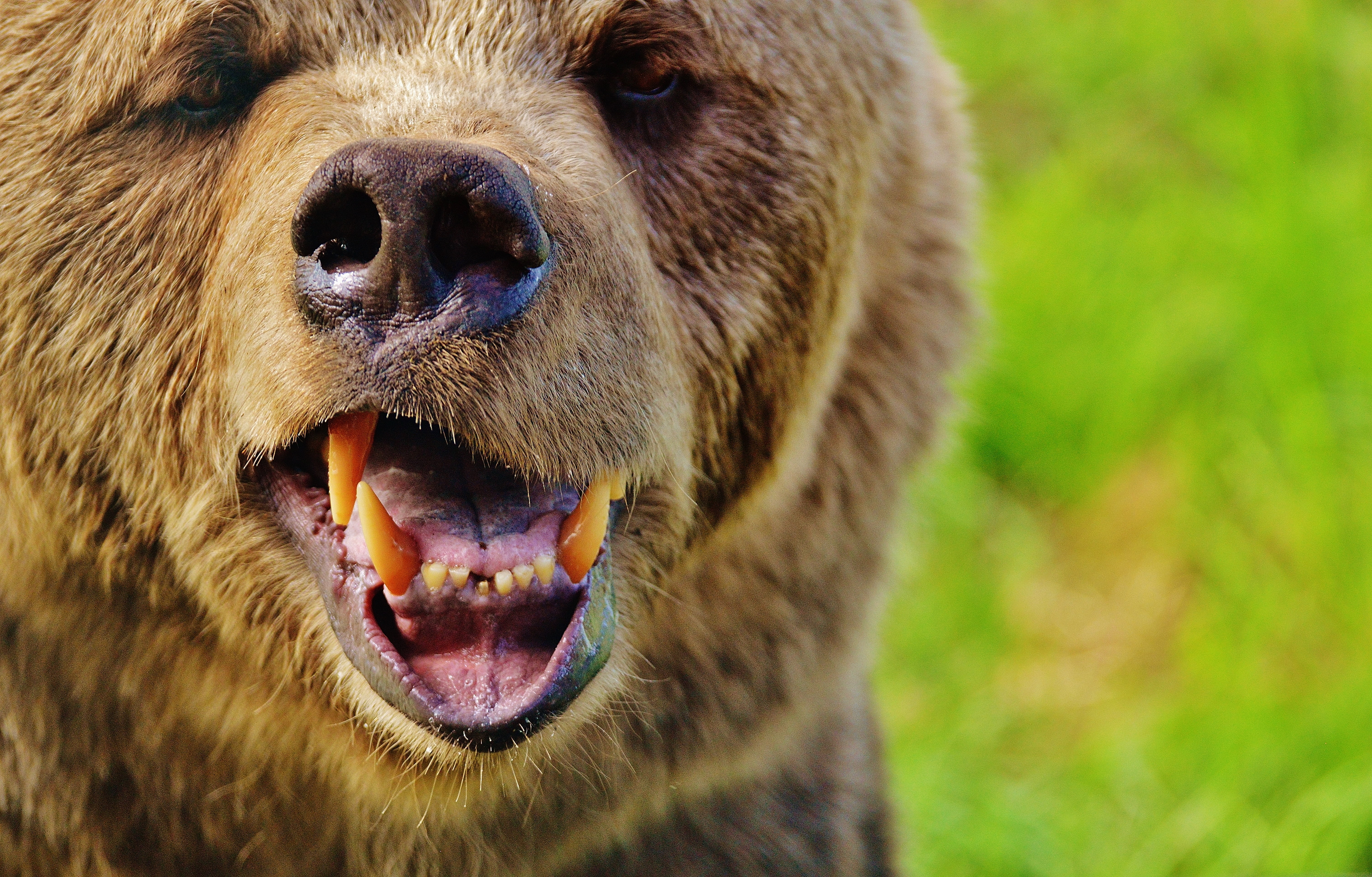 brown bear, fur, close-up, snarling, predator, vertebrate, wild animal, focus on foreground, mouth, nature park, portrait, animals in the wild, photography, HD Wallpaper