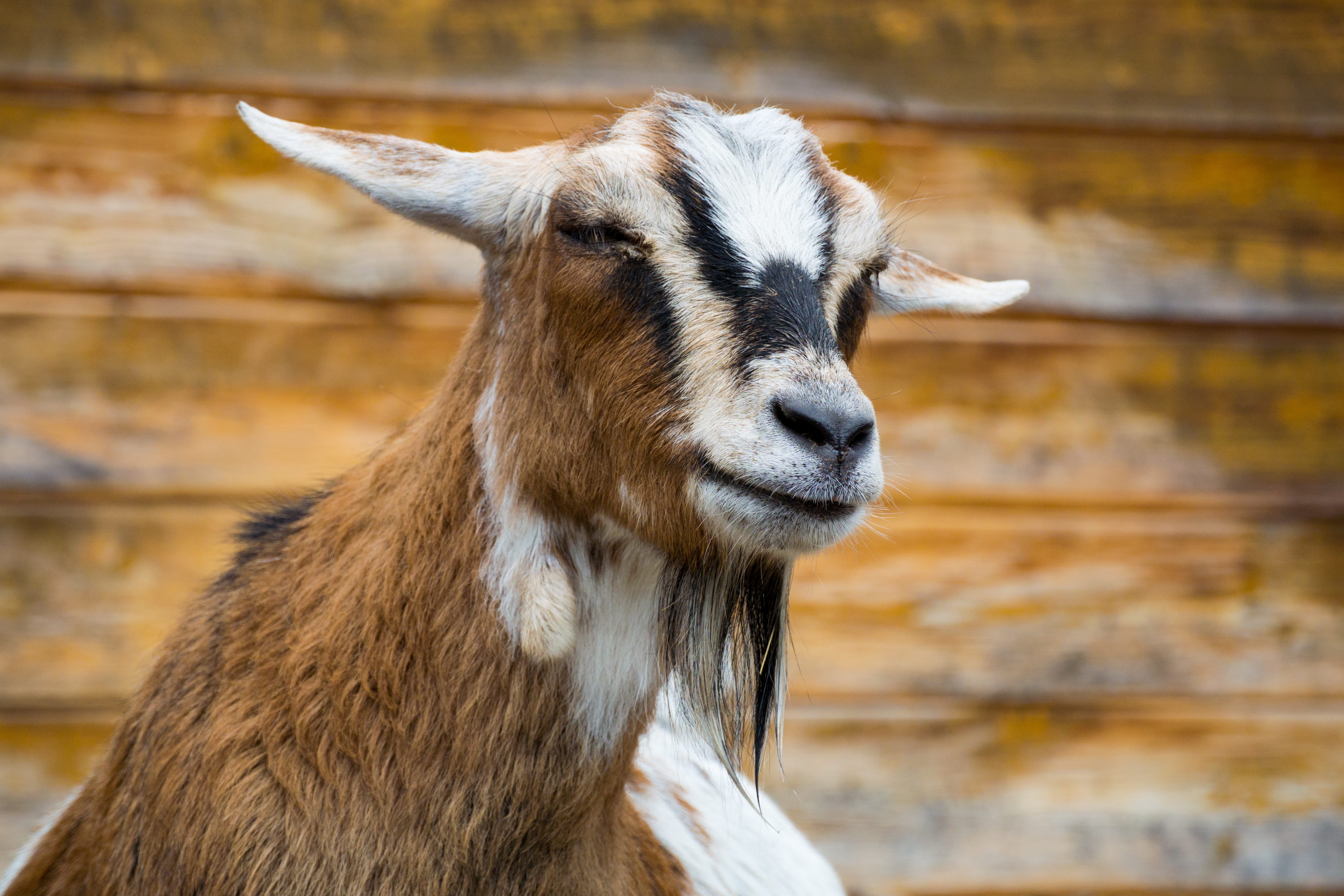 outdoors, one animal, nature, animal wildlife, 4K, animal body part, Petting Zoo, zoo, vertebrate, looking, livestock, Goat, farm, portrait, mammal, animal head, HD Wallpaper