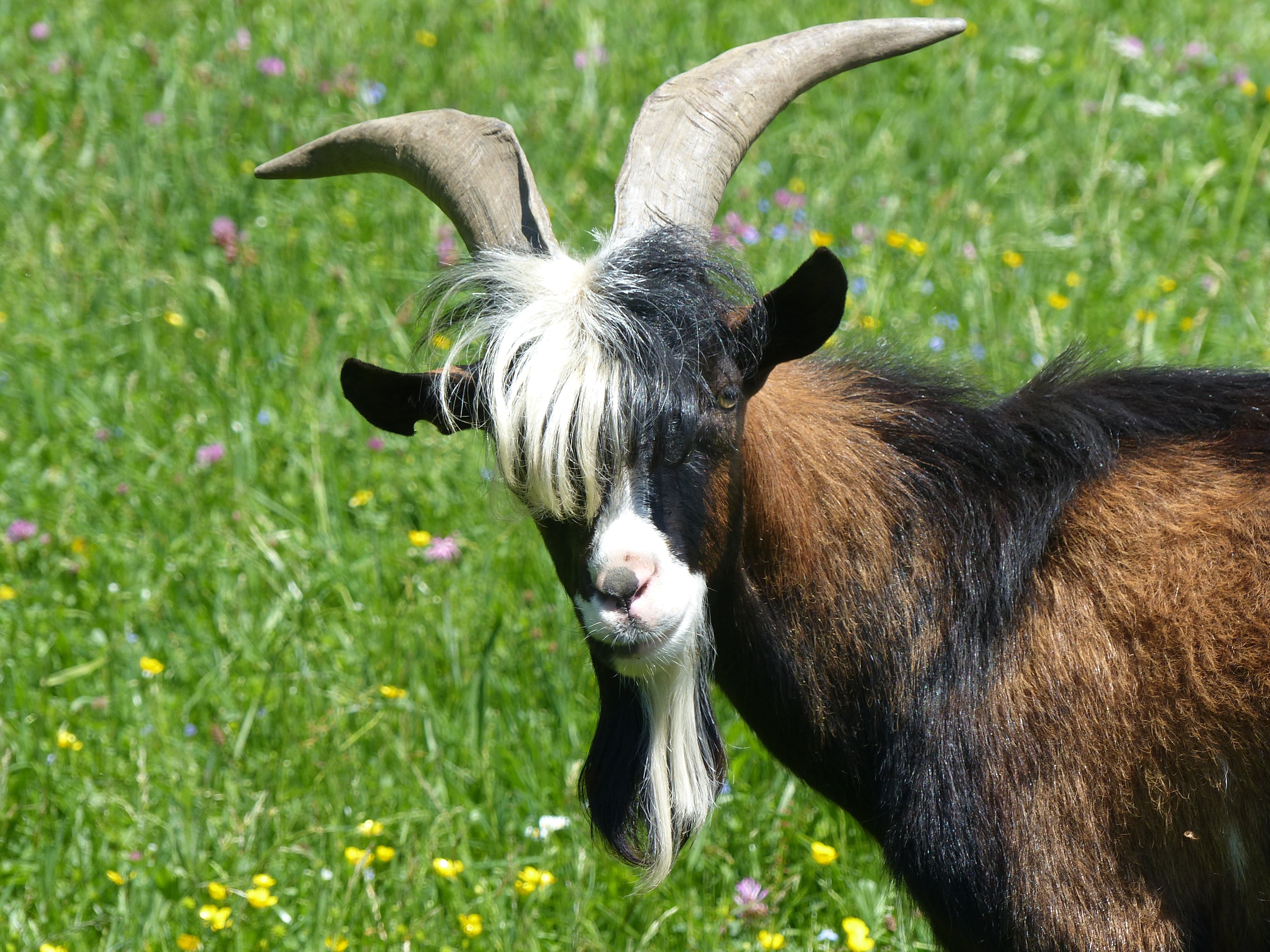domestic goat, green color, goatee, mammals, horned, mammal, pets, outdoors, 4K, nature, brown, grass, grazing, daytime, rural Scene, no people, day, domestic animals, HD Wallpaper