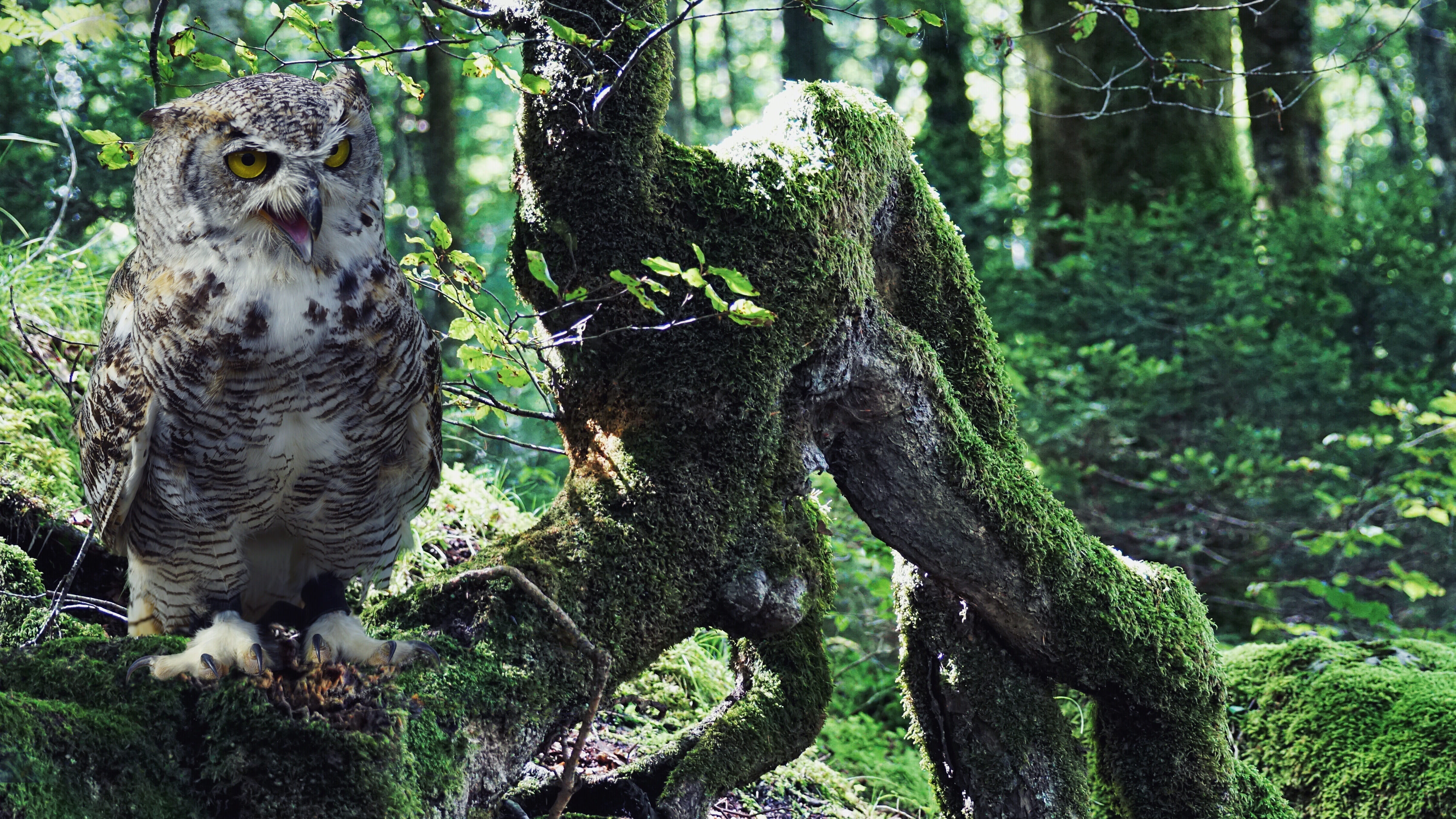 forest, plumage, branch, feather, vertebrate, emotional, aesthetic, growth, covered, emotions, animal world, animal themes, eagle owl, plant, 4K, nature, HD Wallpaper