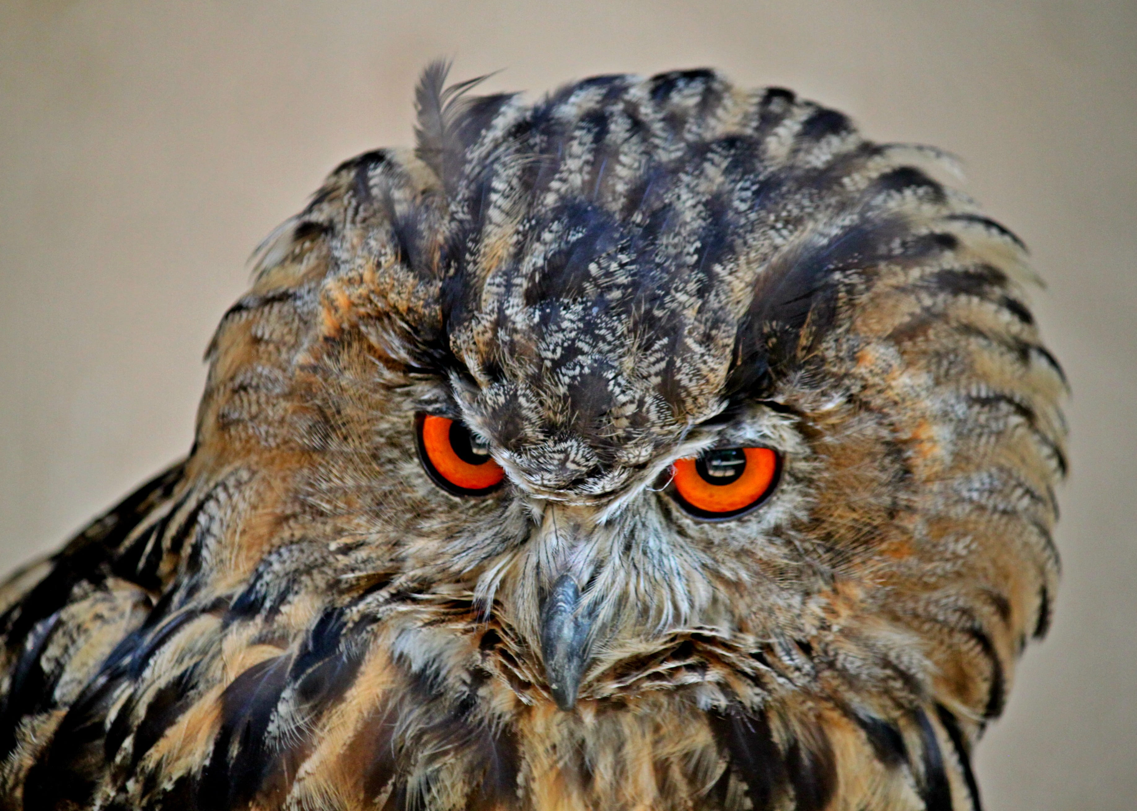 shallow, outdoors, animal head, owl, animal body part, animal eye, mouth open, bird of prey, nature, animals, one animal, head, animal mouth, eagle owl, HD Wallpaper