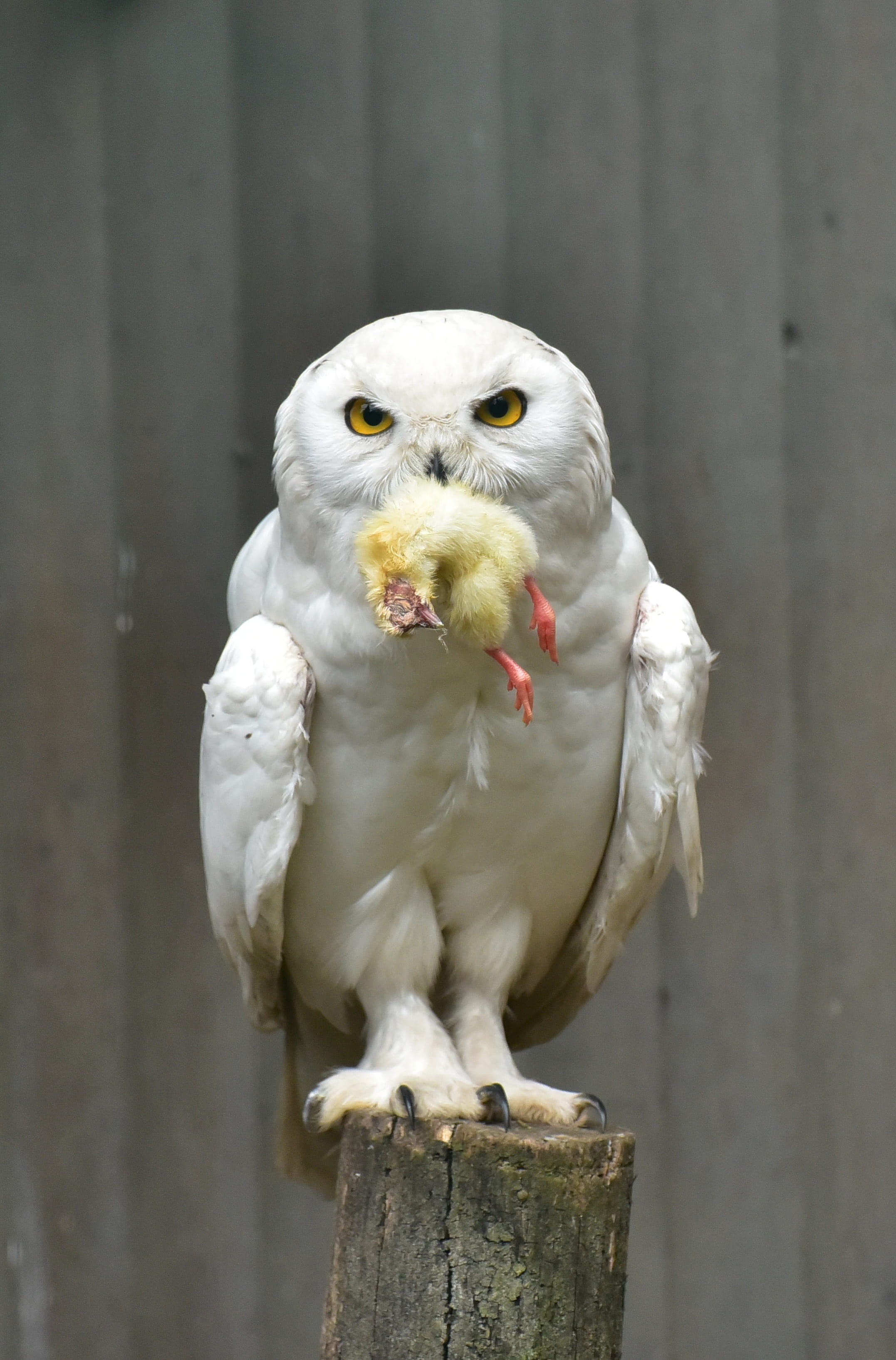 animal, beautiful, biting, enclosure, mystical, beak, cockatoo, perching, owl, bird, parrot, focus on foreground, white, white color, chicken, portrait, Phone HD Wallpaper