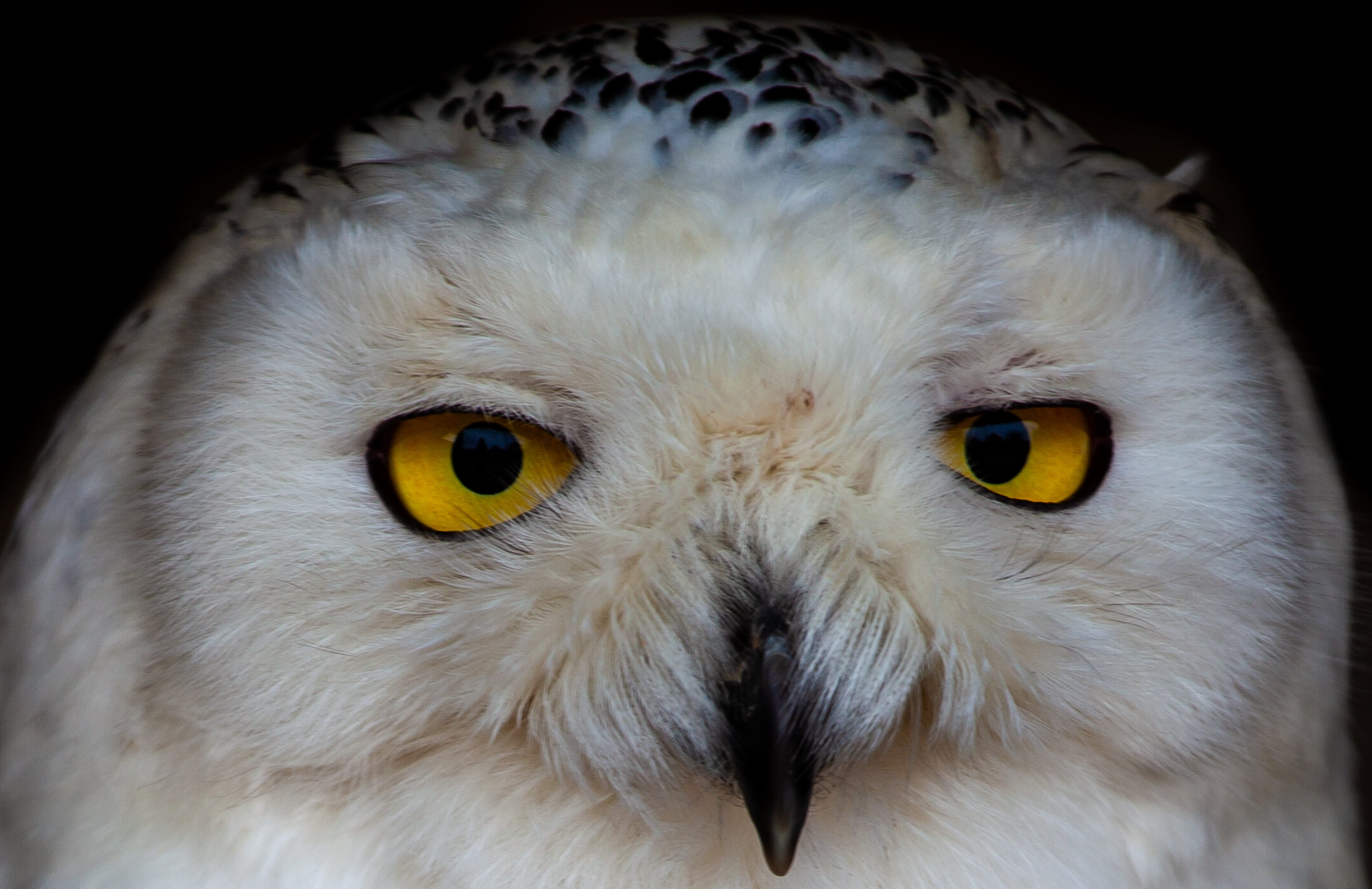 beak, carnivore, night, hunter, focus on foreground, animal head, animals in the wild, snowy owl, feather, yellow eyes, animal body part, vertebrate, bird of prey, HD Wallpaper