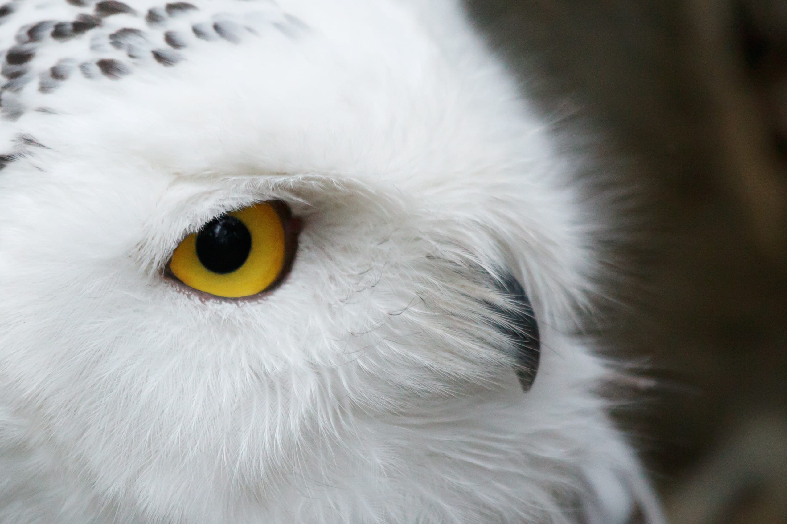 predator, fluffy, no people, eye, softness, white color, owl, yellow, close-up, one animal, snowy, bird, animals in the wild, yellow eyes, focus, raptor, HD Wallpaper