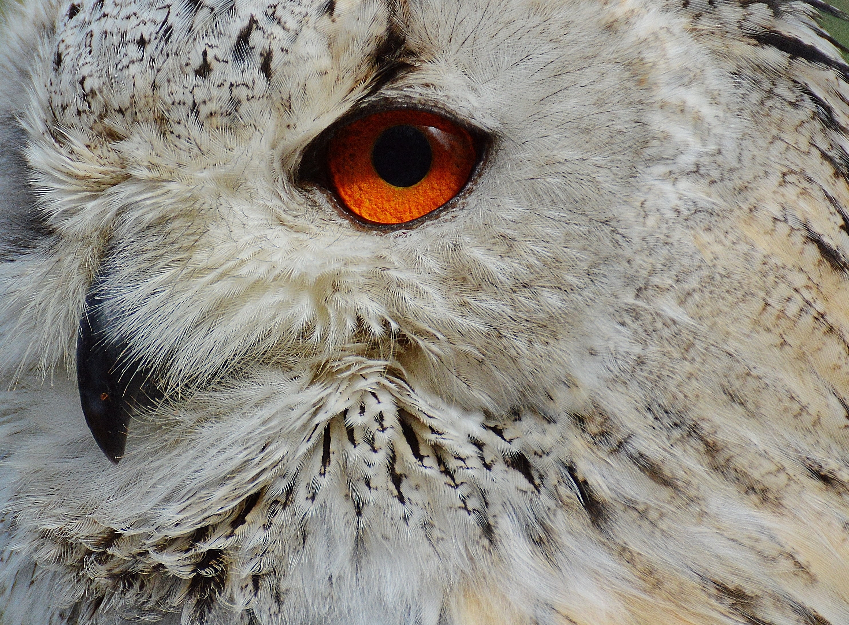 bill, animal body part, photo, wildlife, eagle owl, no people, cute, animal themes, wildpark poing, 2K, wild bird, animals in the wild, head, wildlife photography, HD Wallpaper