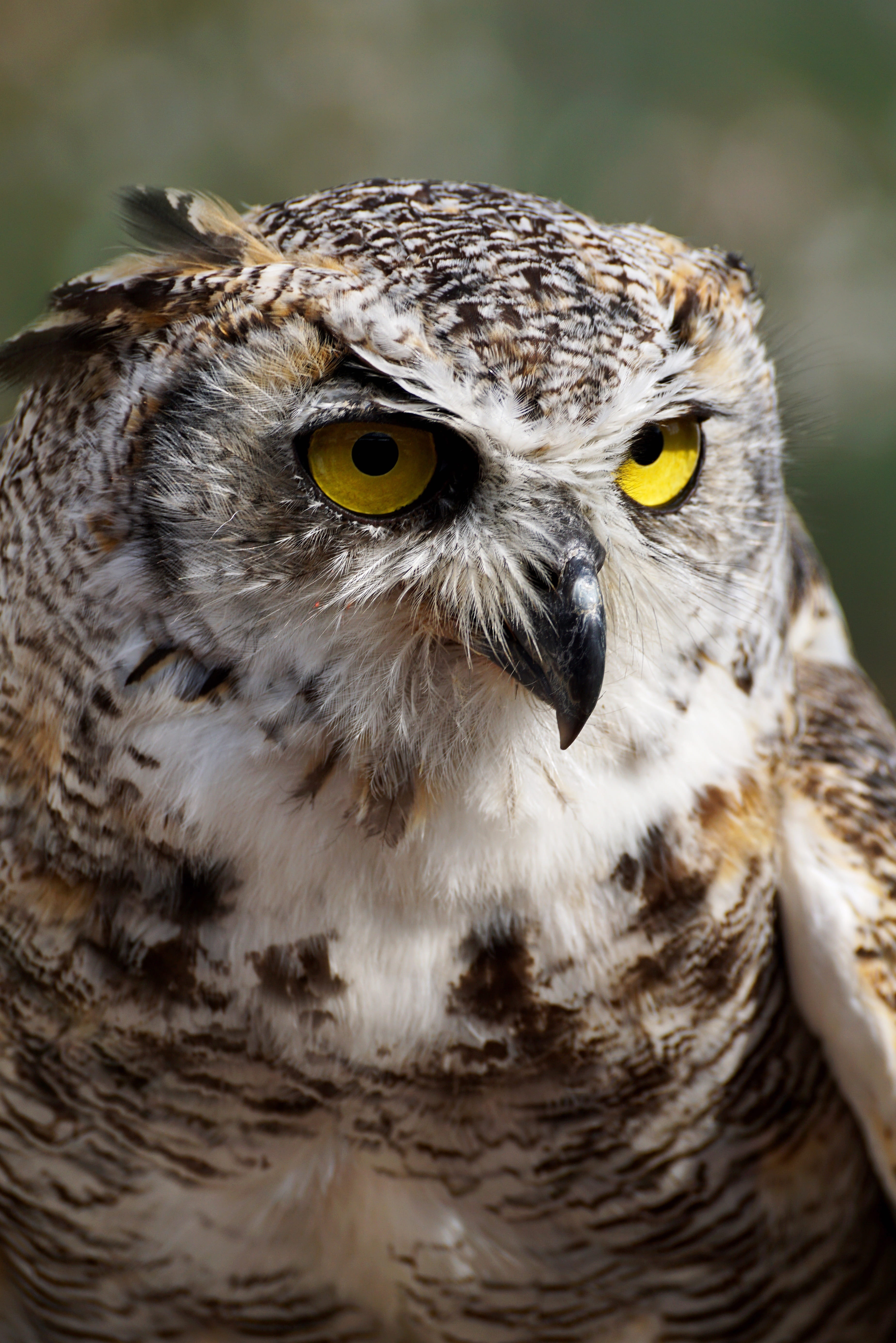 falcon - bird, beak, focus on foreground, animal head, photography, animal world, switzerland, one animal, young animal, raptors, animal portrait, animals in the wild, Phone HD Wallpaper