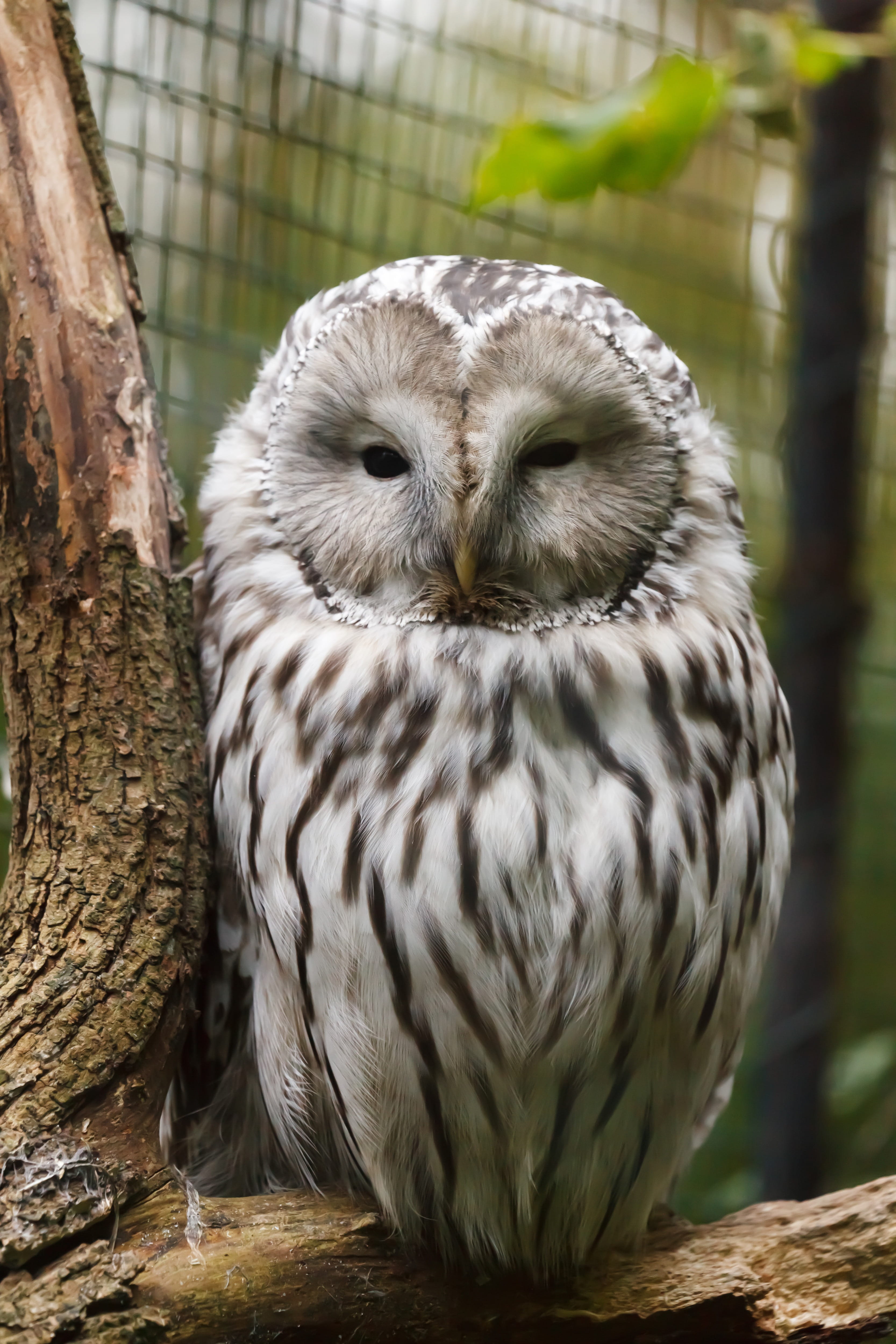 face, shallow, wildlife, plumage, focus on foreground, gray, feather, animals Hunting, brown, wild, white, bird of Prey, branch, animal wildlife, no people, Phone HD Wallpaper