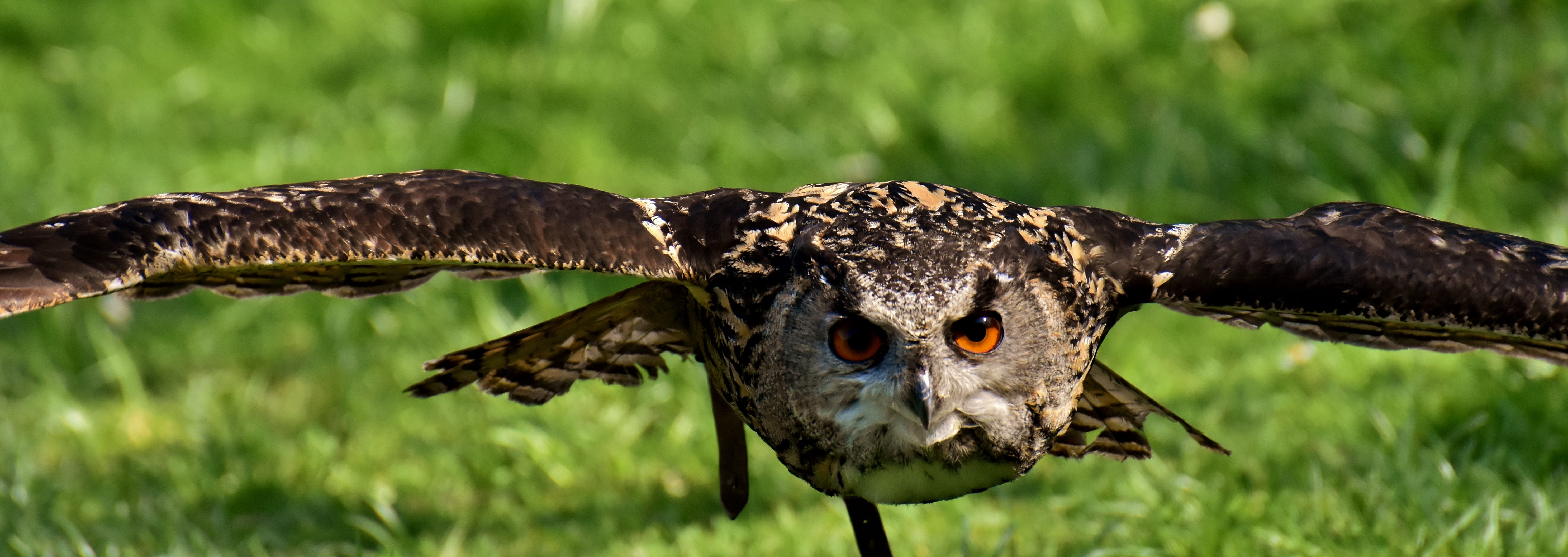 animals, 5K, animal body part, owl, animal wildlife, animal, brown, flying, one animal, nature, day, eagle owl, cute, animal world, bill, hunting, black, HD Wallpaper