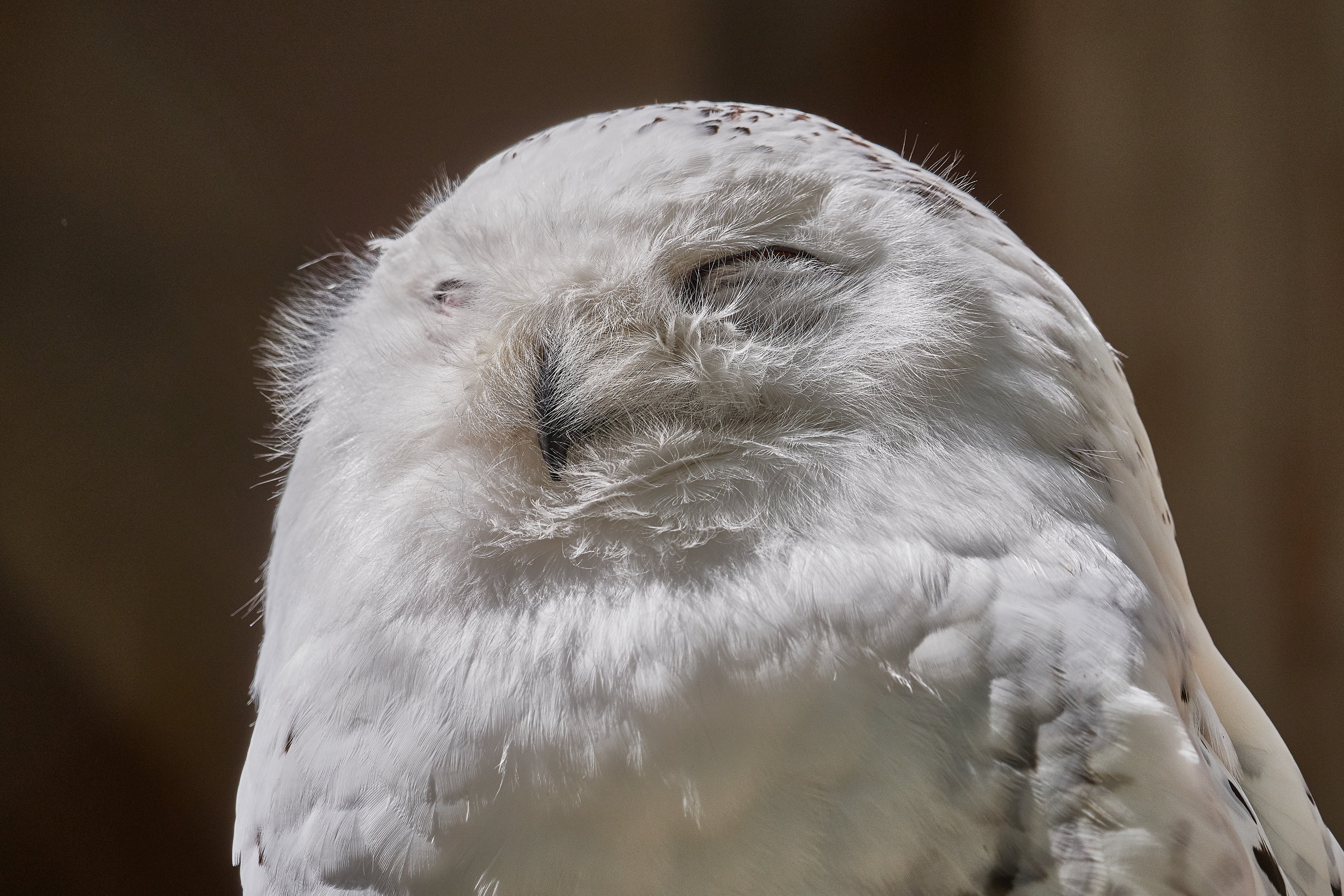 looking, nocturnal, wisdom, animal body part, animal head, bird of prey, whisker, animals in the wild, day, feather, plumage, graceful, animal, fly, eyes closed, HD Wallpaper