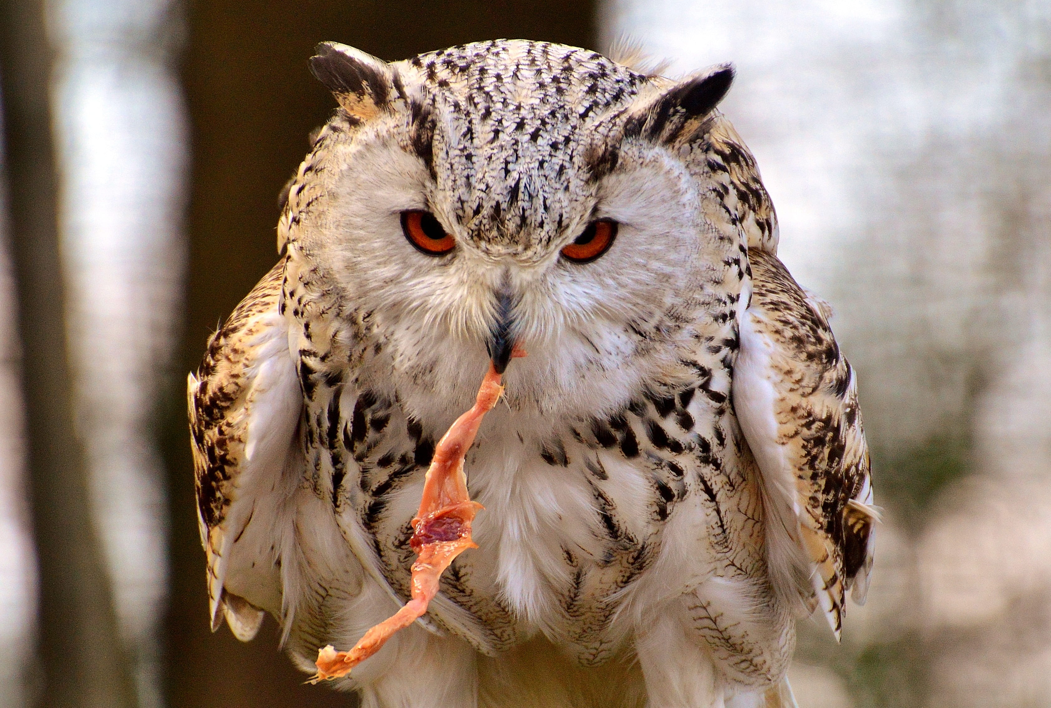 animal world, meat, animal wildlife, black, animals in the wild, bill, bird, wildpark poing, prey, barn, wild bird, brown, plumage, mouth, head, focus on foreground, HD Wallpaper