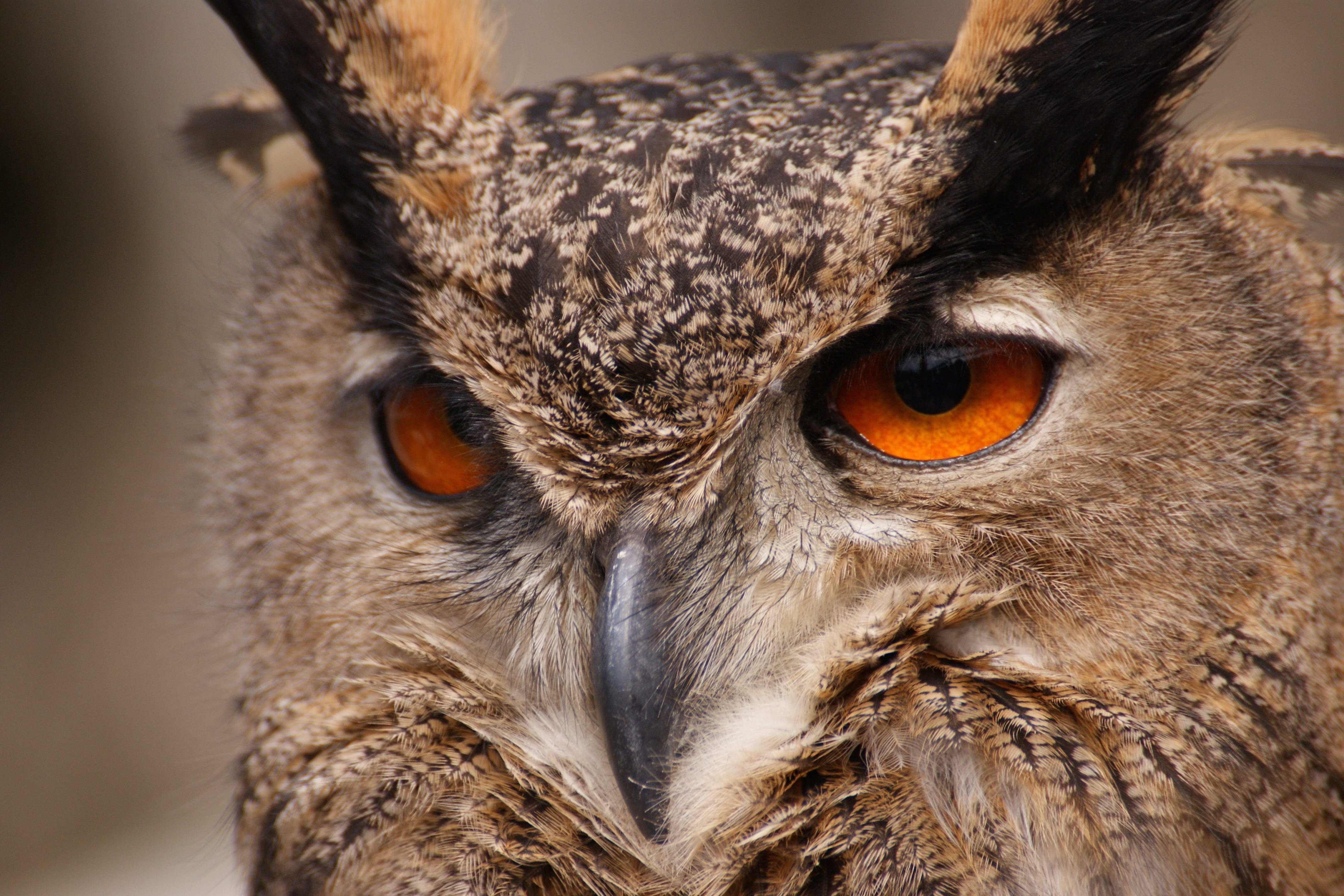 one animal, spring dress, owl, close-up, falconry, no people, bird portrait, animal body part, animals in the wild, 4K, looking at camera, nocturnal, animal head, HD Wallpaper