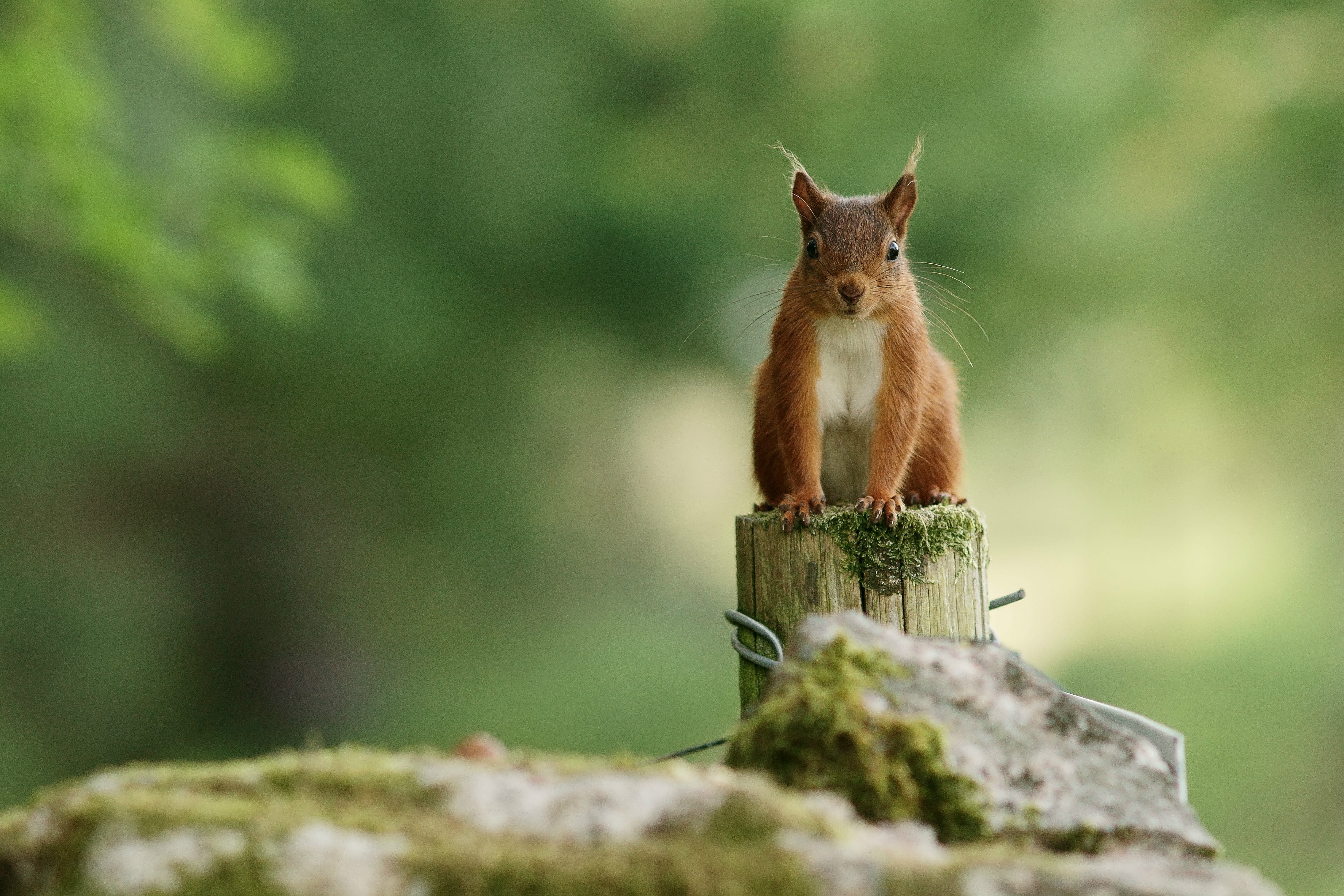 brown, post, 4K, fur, squirrel, animal, wildlife, outdoors, cute, mammal, wooden, nature, rodent, red, forest, HD Wallpaper