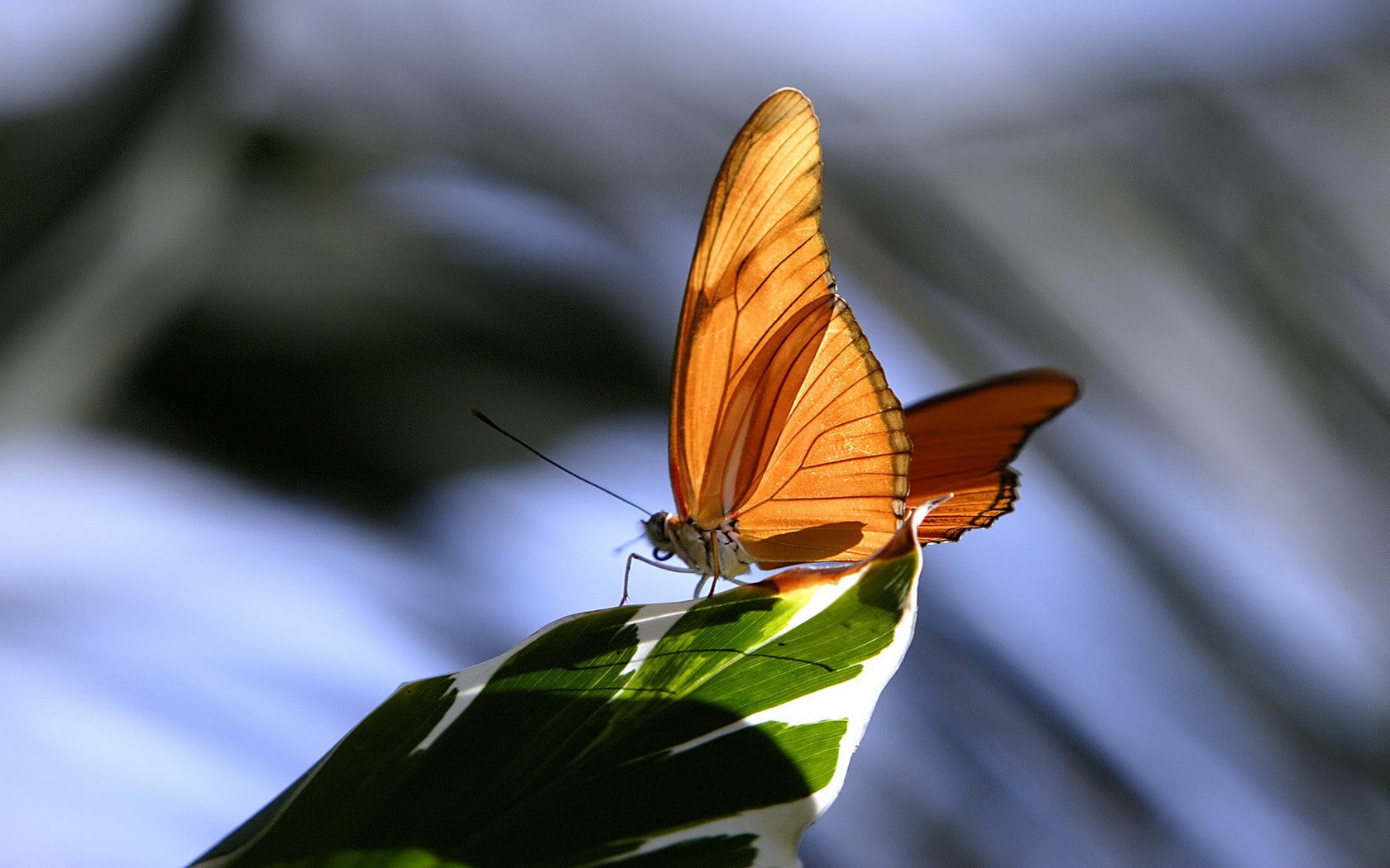 animals, 720P, wildlife, leaves, butterfly, insect, HD Wallpaper