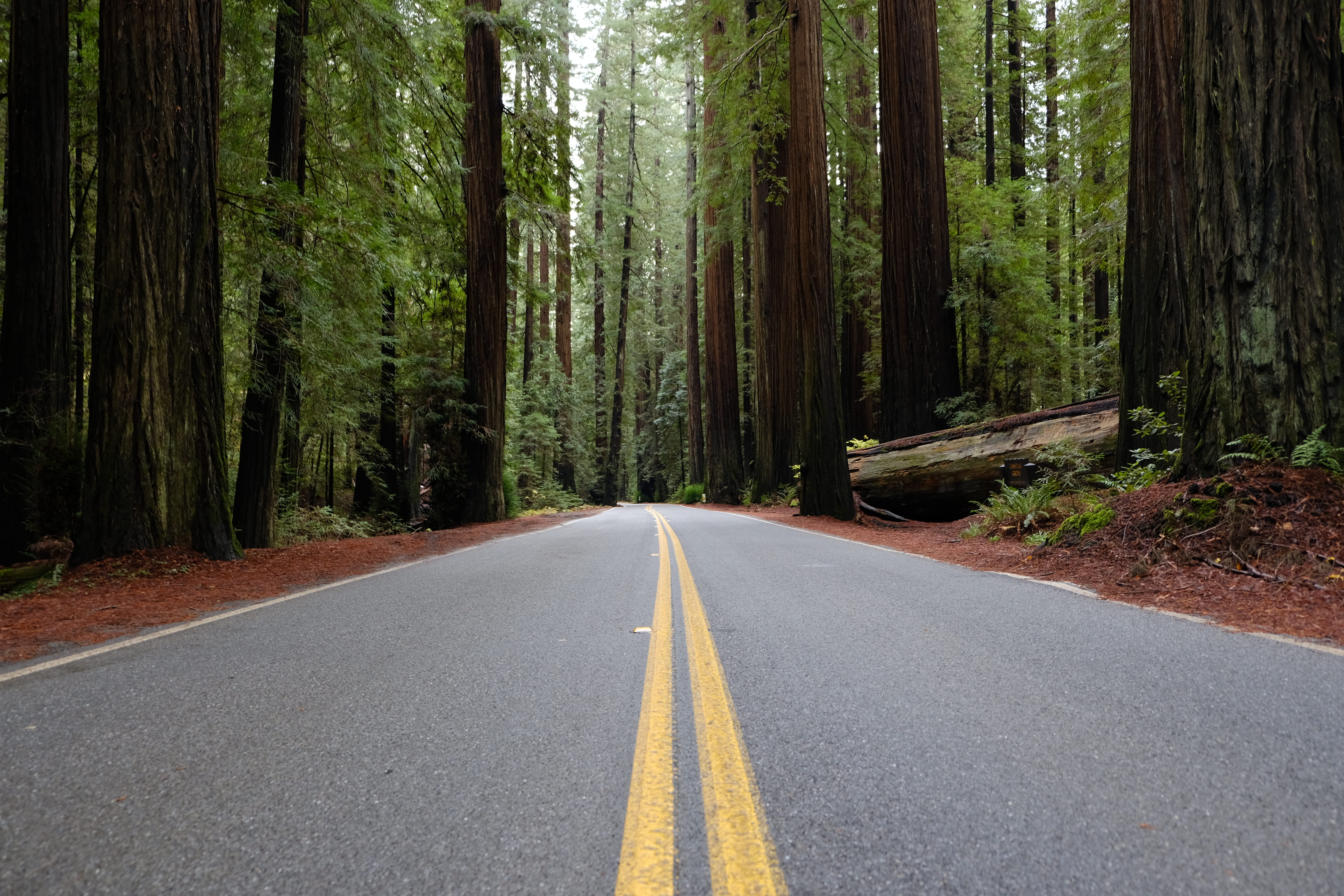 no people, outdoors, tall, forest, roadway, tree trunk, land, transportation, vegetation, woodland, nature, perspective, tarmac, 5K, tree, marking, sign, HD Wallpaper
