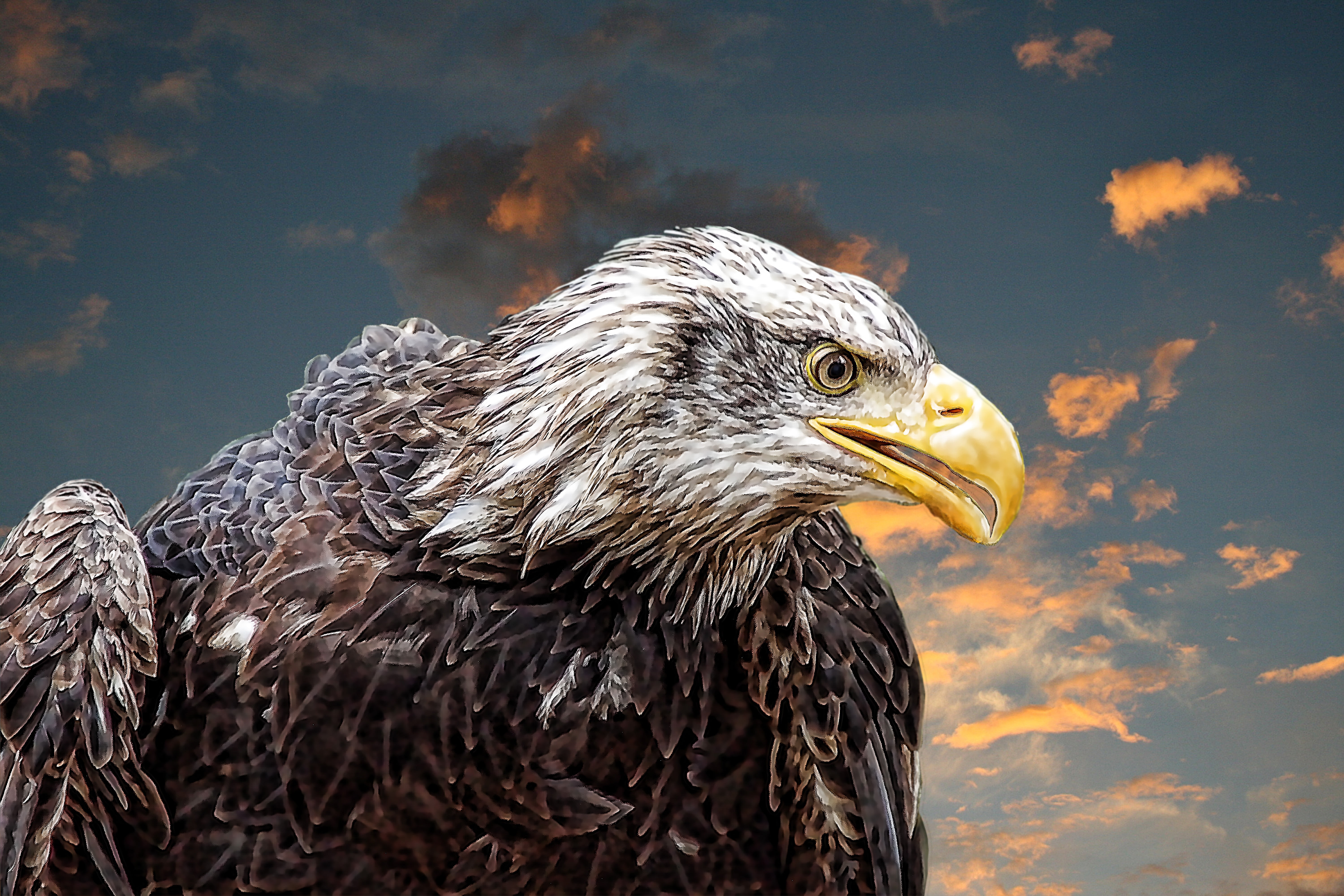 white tailed eagle, animal head, animal, illustration, animal body part, carnivore, griffin, animal eye, animal themes, coat of arms of bird, focus on foreground, HD Wallpaper