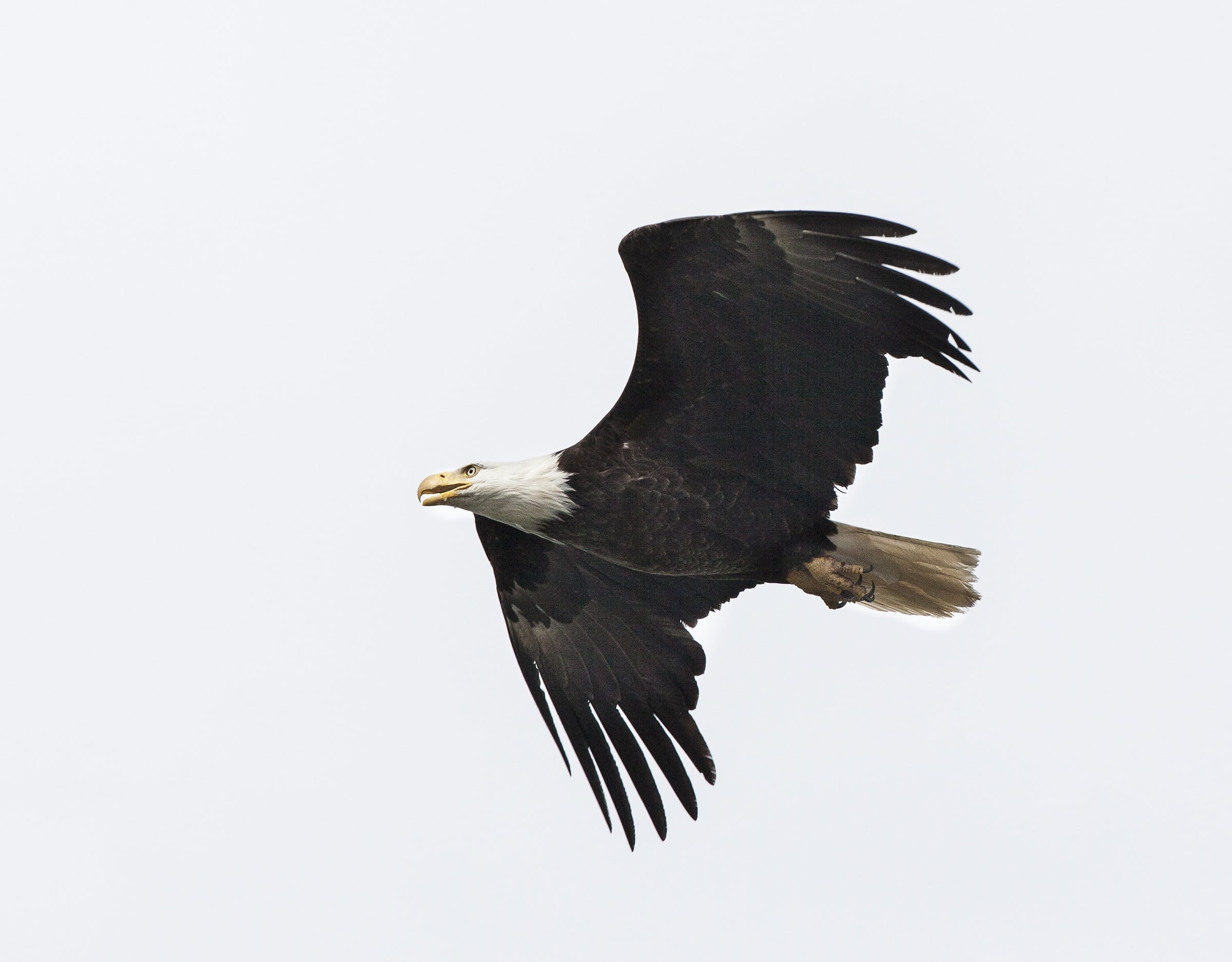 wildlife, profile view, sky, bird of Prey, copy space, portrait, animal wildlife, majestic, bald Eagle, nature, flying, american, clear sky, flight, wild, HD Wallpaper