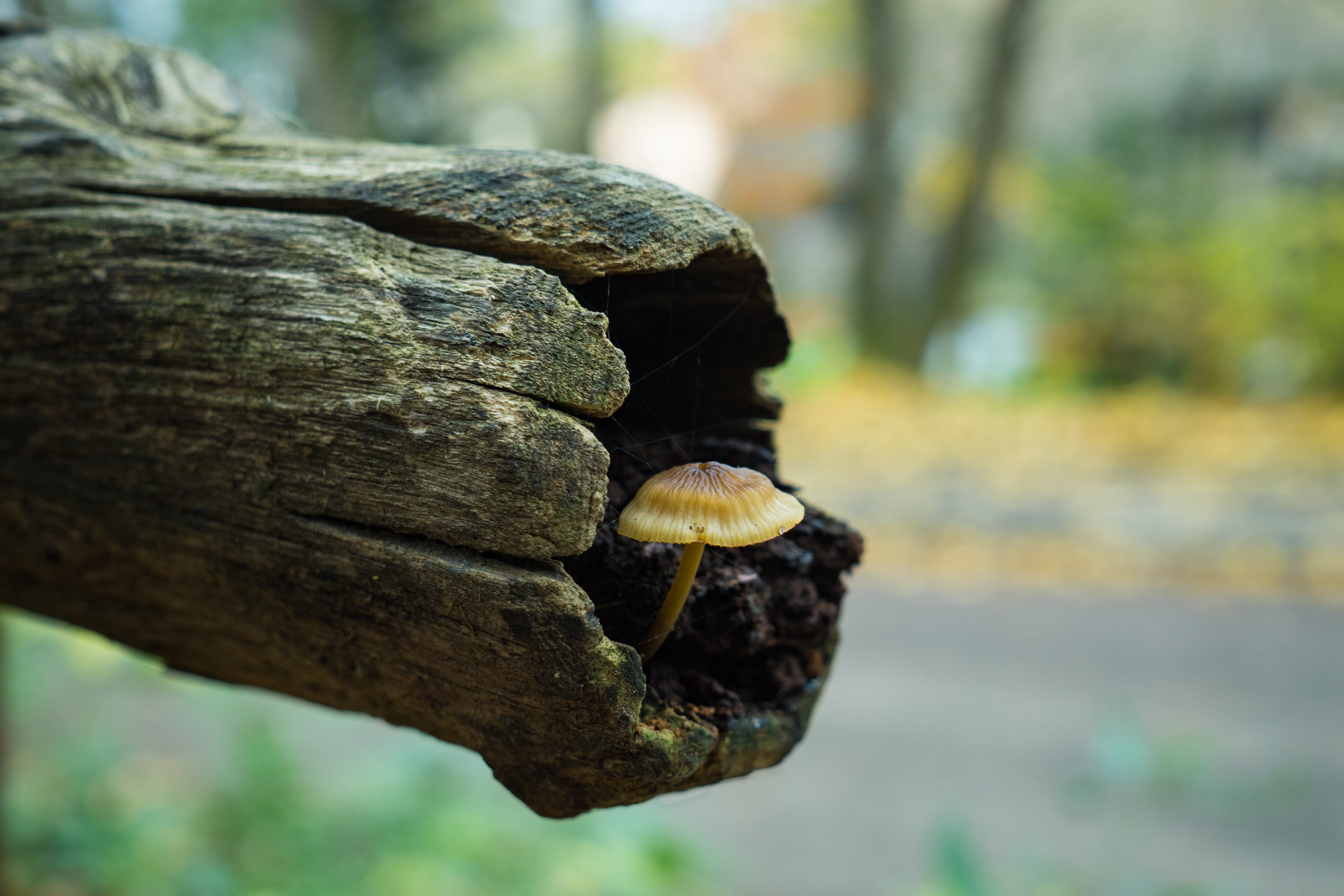 close up, forest mushroom, animal wildlife, mushroom, tortoise, trunk, one animal, fall, photography, close-up, animal, day, nature photography, toadstool, HD Wallpaper