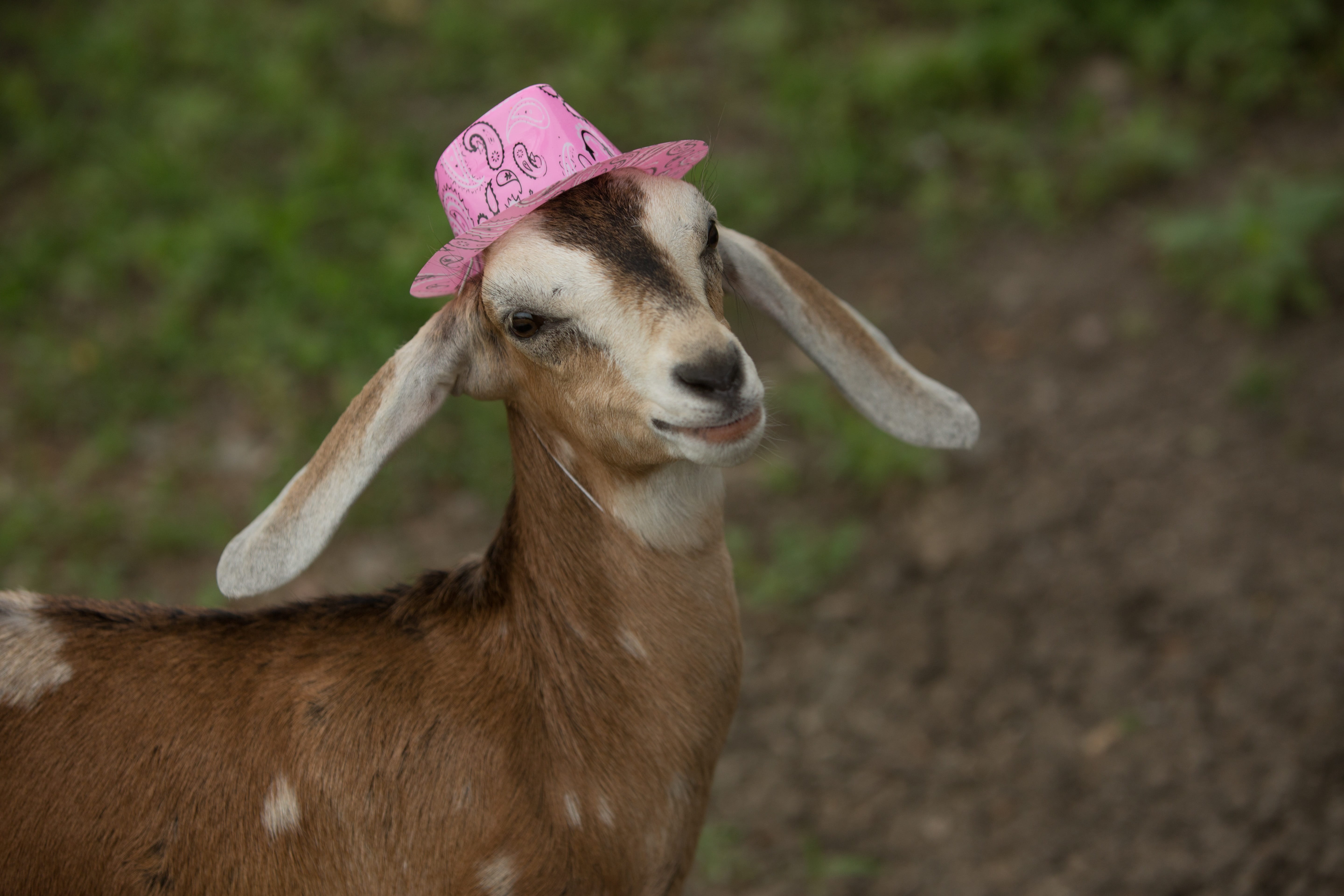 close-up, animal, Goat, happy, funny, vertebrate, young, Pink, pets, domestic animals, looking, domestic, brown, day, livestock, one animal, horned, looking away, HD Wallpaper