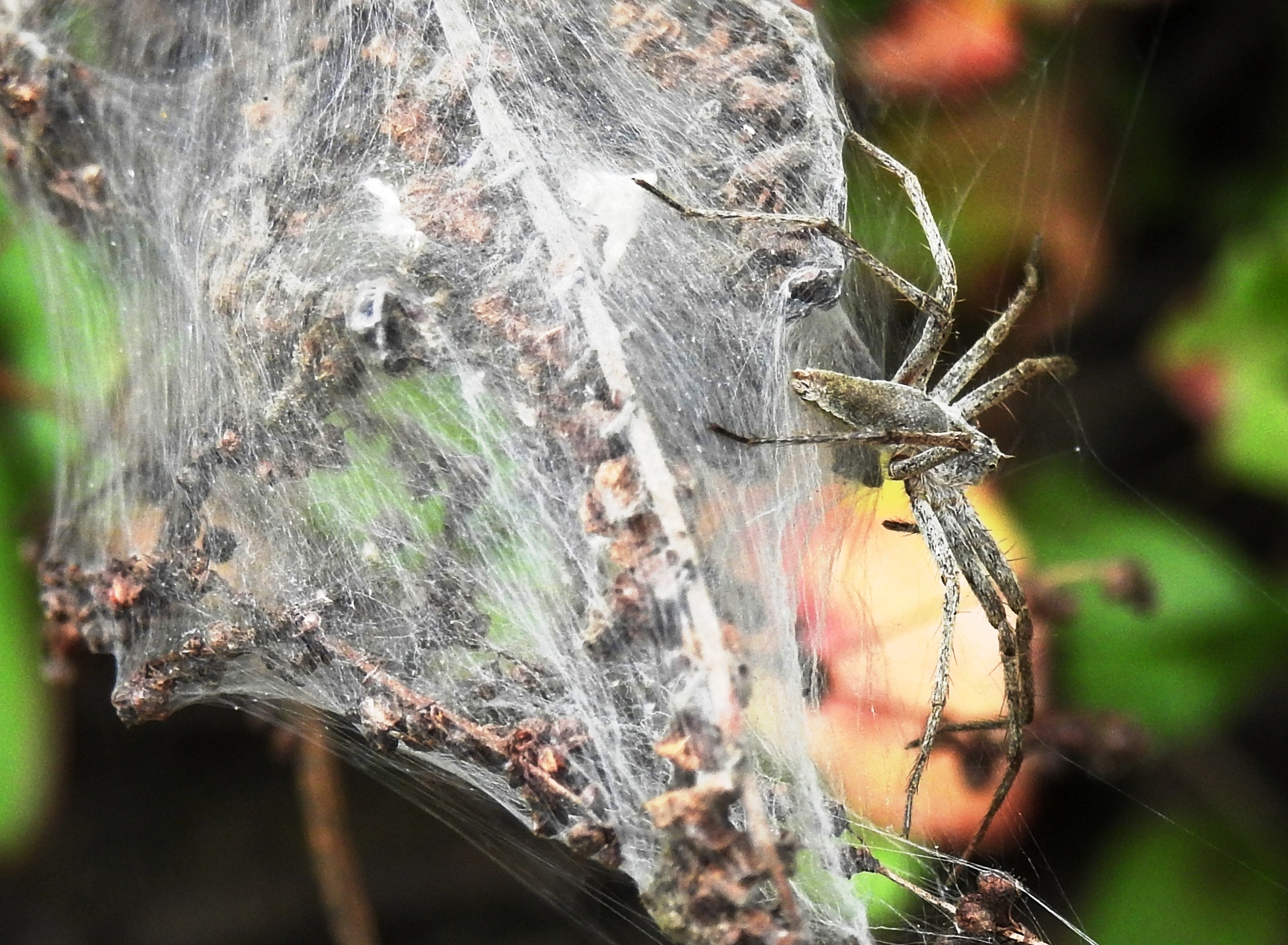 animal themes, spin, no people, invertebrate, animal, arachnid, animal world, natural material, animal wildlife, arthropod, network, public record, complexity, HD Wallpaper