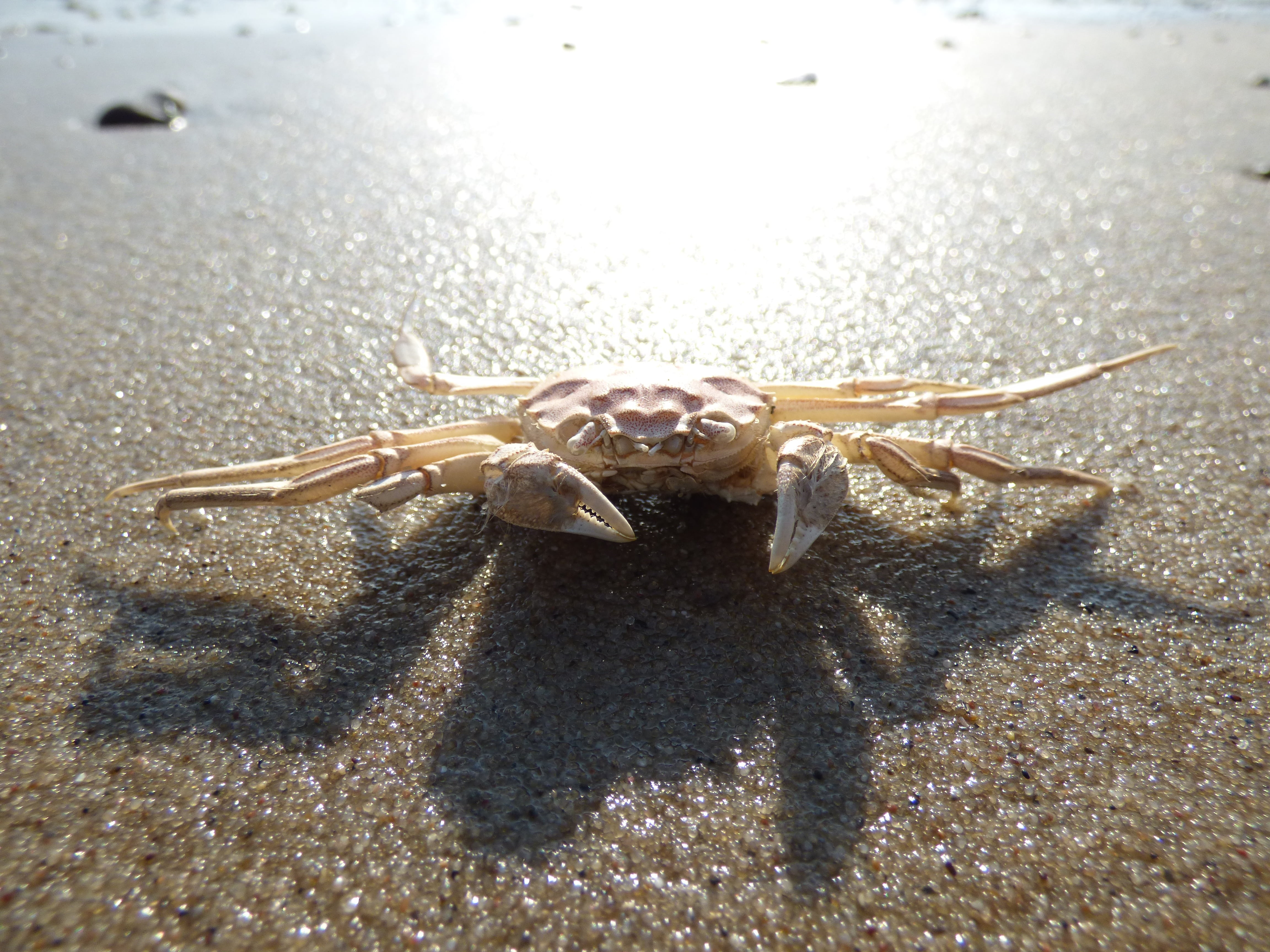 invertebrate, animal themes, elbe beach, nature, hamburg, wildlife, coast, public record, land, animal wildlife, cancer, shellfish, sea, meeresbewohner, HD Wallpaper