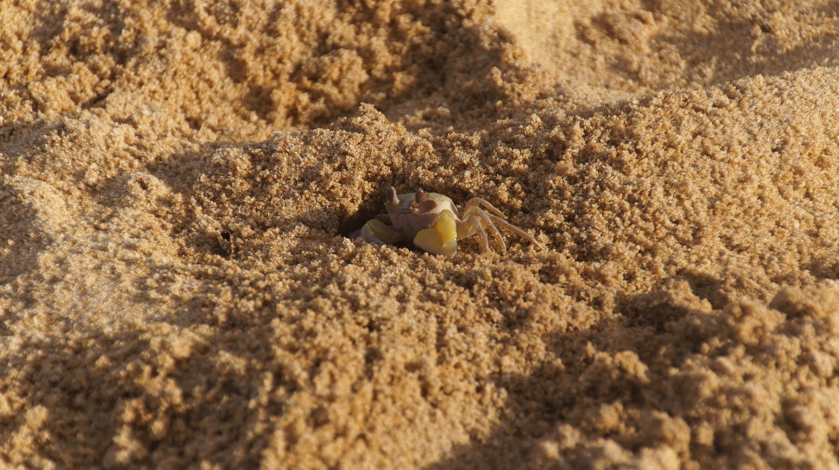 shellfish, day, close-up, hermit crab, sand, no people, one animal, 2K, outdoors, beach, summer, crab, selective focus, sunlight, shell, coast, animal themes, HD Wallpaper