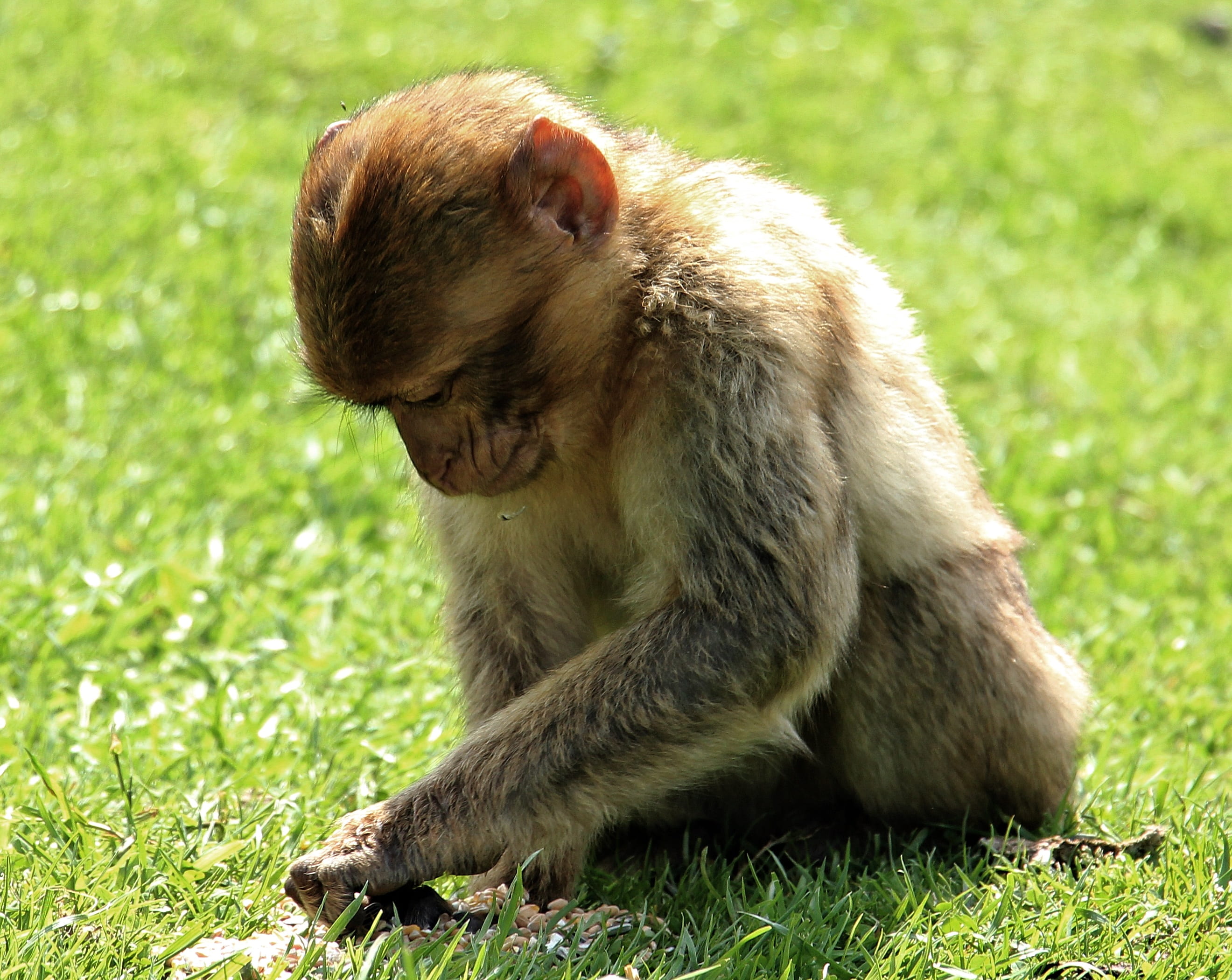 sitting, primate, plant, thinking, 2K, mammal, monkey, animal wildlife, exotic, thoughtful, close, animal recording, one animal, outdoors, full length, HD Wallpaper