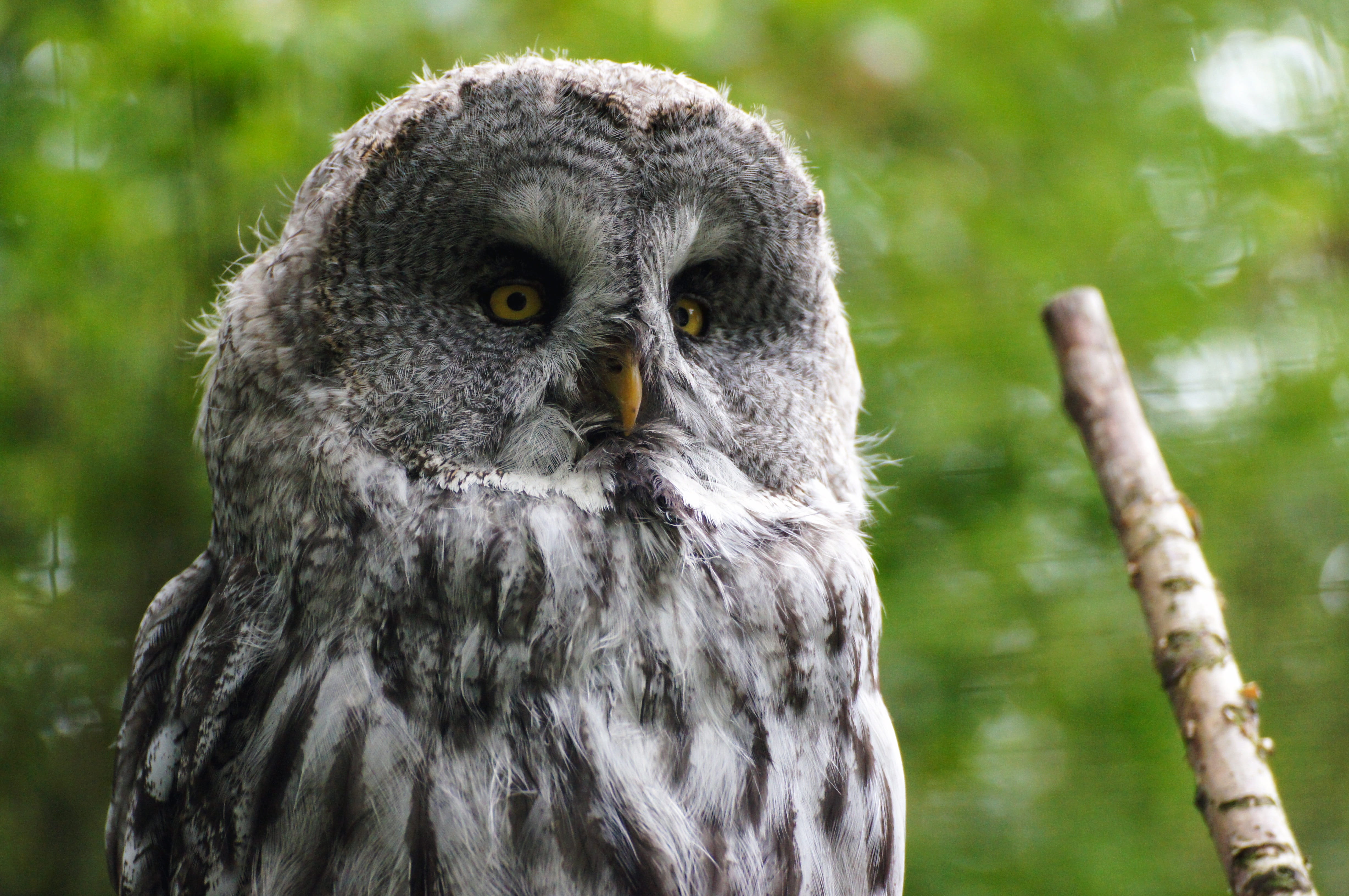 face, animal world, night fighter, bird, wildlife park, bird of prey, people, hunter, vertebrate, day, outdoors, forest animal, zoo, feather, yellow eyes, HD Wallpaper