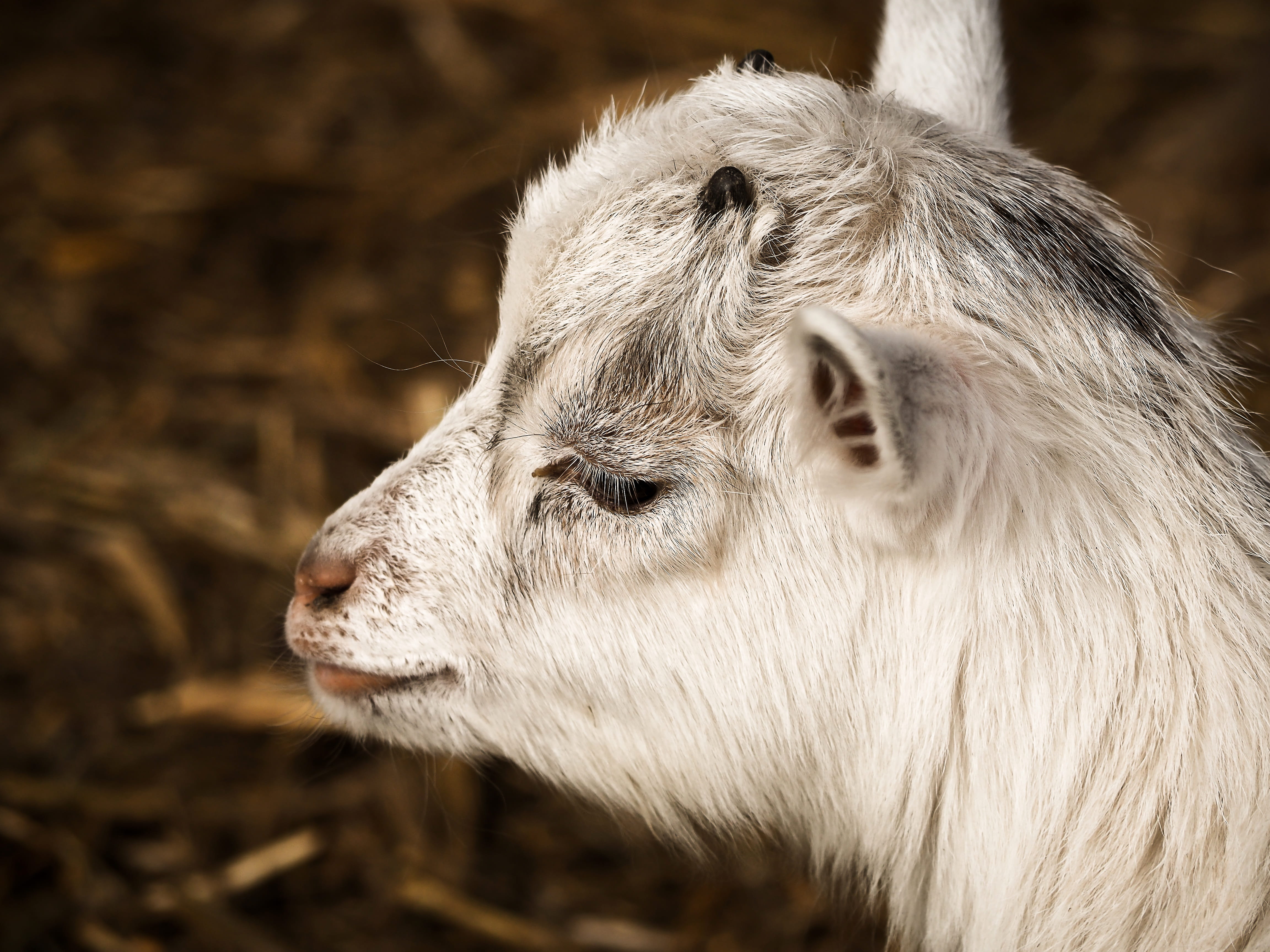 hair, enclosure, nature, looking away, no people, animal world, public record, snout, farm, vertebrate, pets, day, animal themes, white goat, profile view, HD Wallpaper