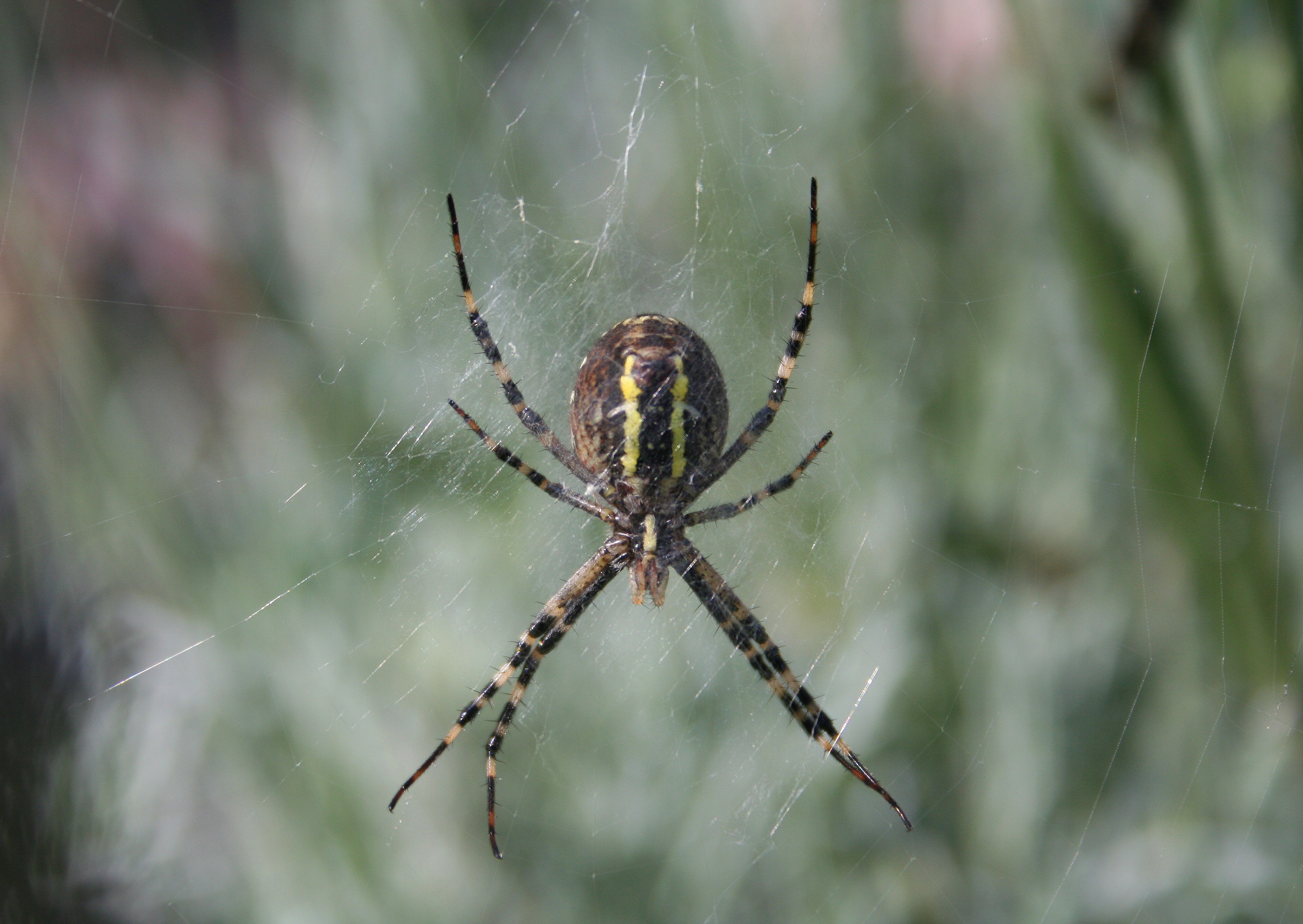 no people, fragility, close, network, striped, animal leg, wasp spider, animal, arthropod, close-up, cobweb, outdoors, insect, animals in the wild, yellow, HD Wallpaper