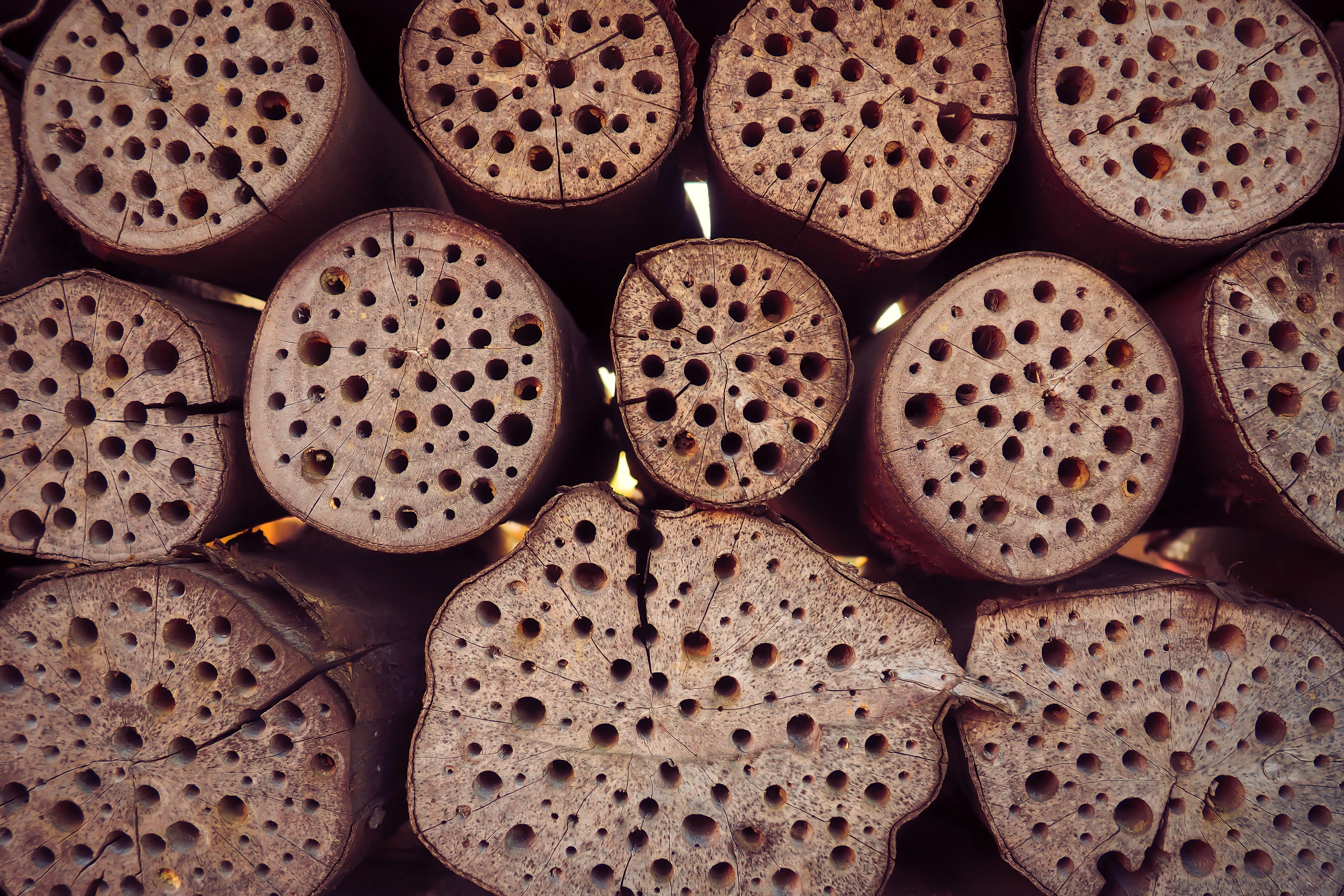 brown, hibernation help, perforated, shelter, nesting help, 4K, backgrounds, close-up, no people, healthy eating, textured, abundance, drill holes, arrangement, HD Wallpaper