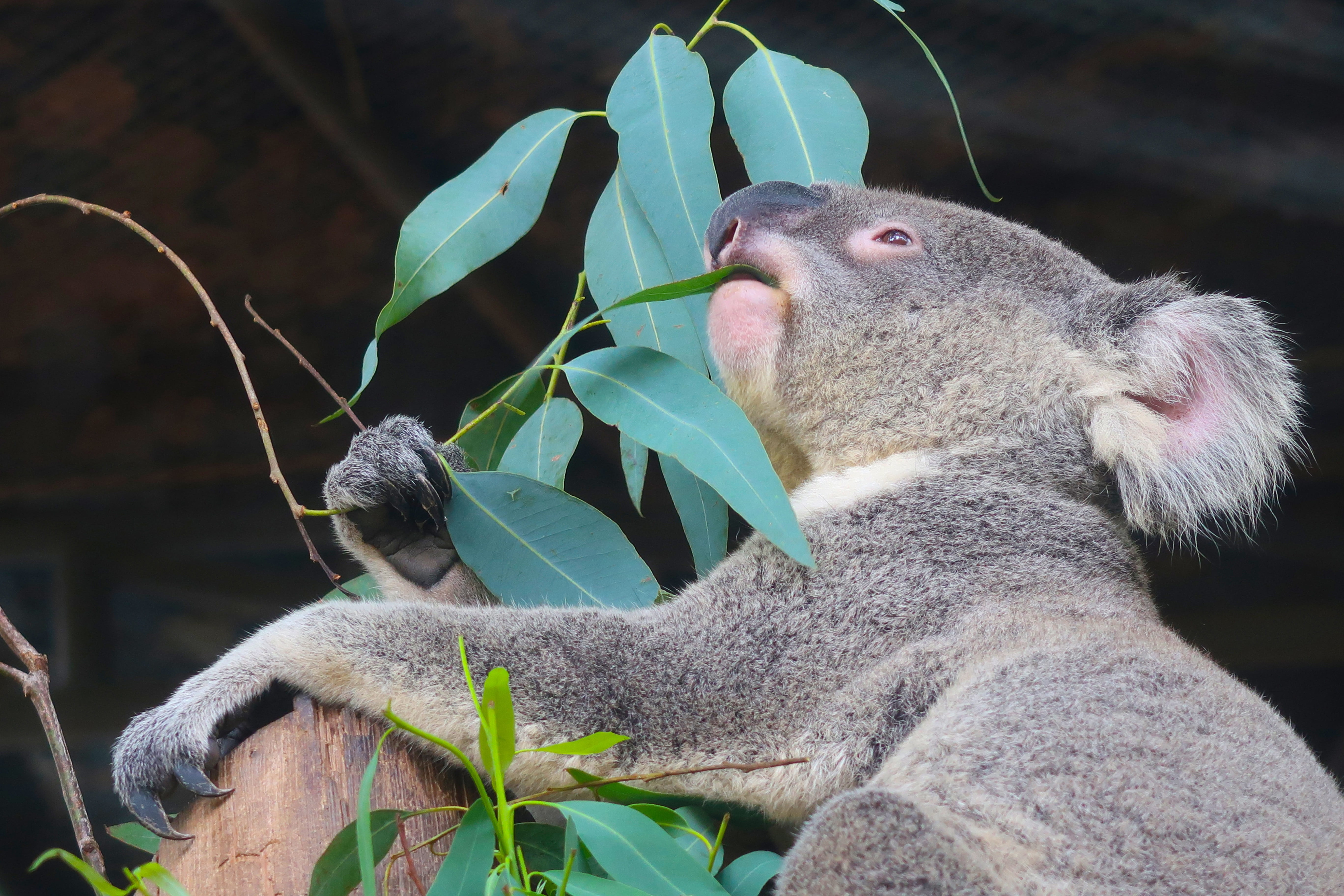 no people, species, vertebrate, koala, 5K, animal, eyes closed, public record, animal world, animal themes, wild, animals in the wild, zoo, mammal, close-up, HD Wallpaper