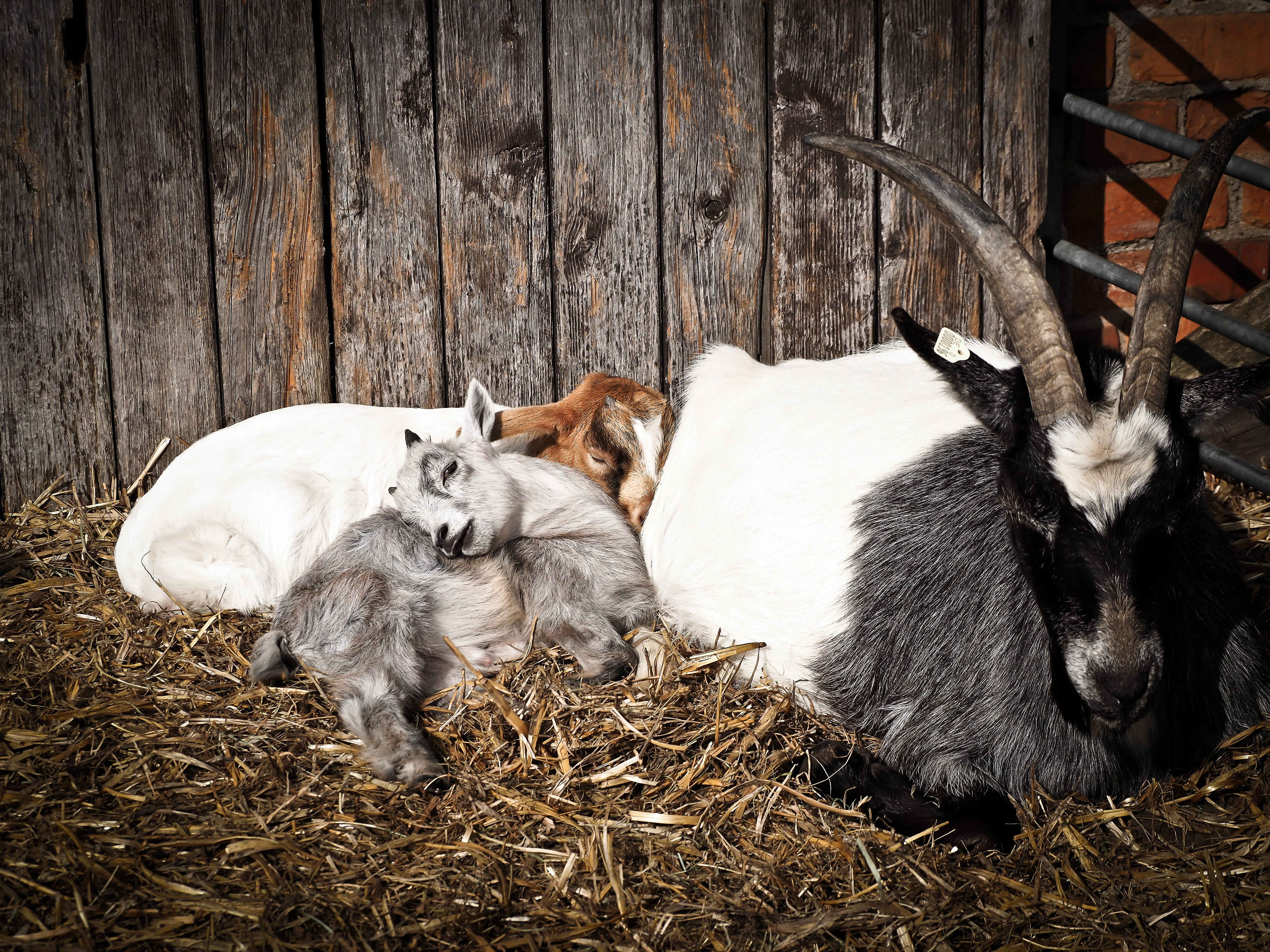 domestic, young animal, wood - material, domestic goat, 4K, day, relaxation, lying down, farm, kid, goat, animal, animal world, enclosure, indoors, hay, HD Wallpaper
