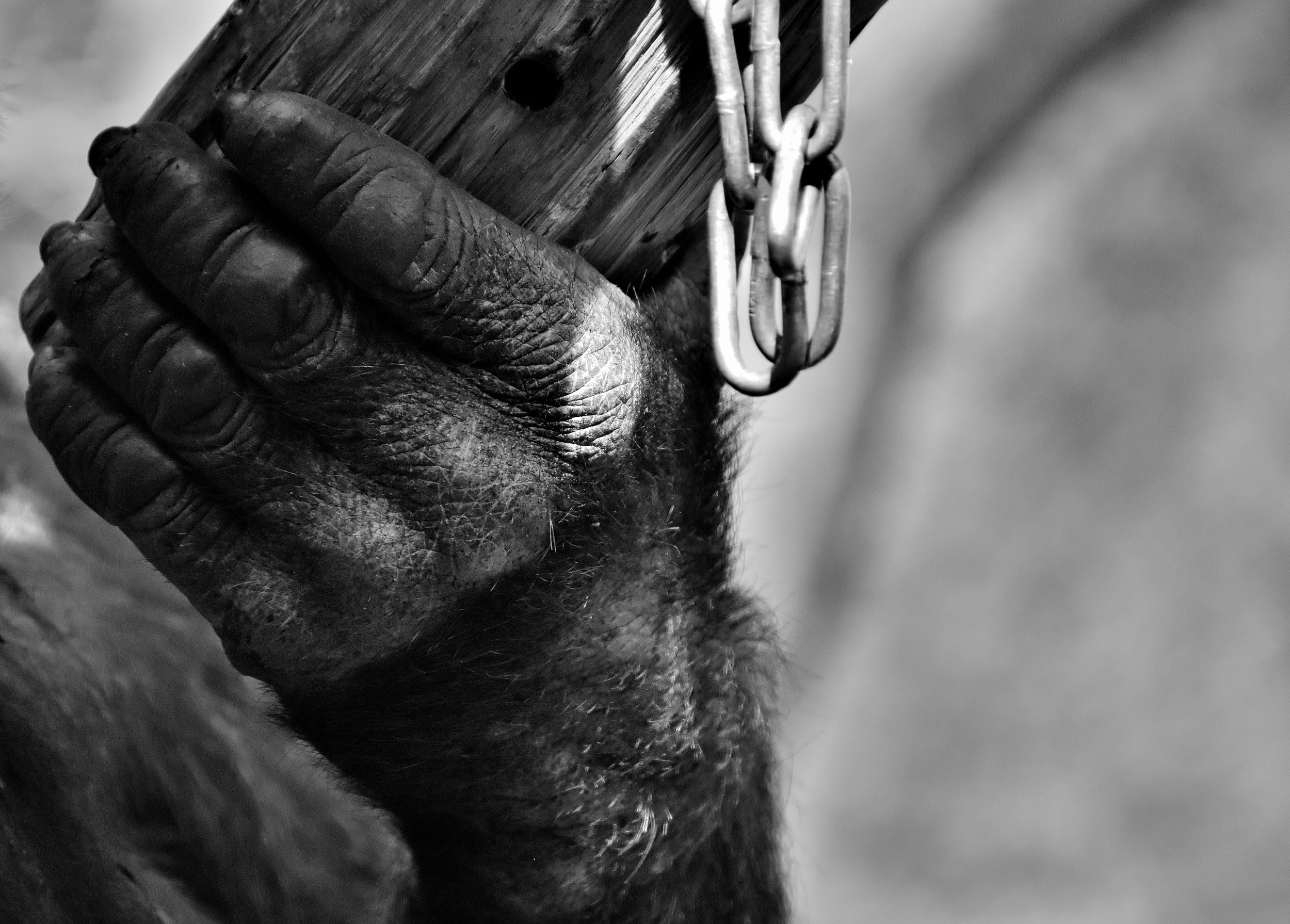 rope, focus on foreground, primate, human hand, outdoors, day, finger, Animal World, black and white, human body part, Gorilla, animal, animal recording, HD Wallpaper