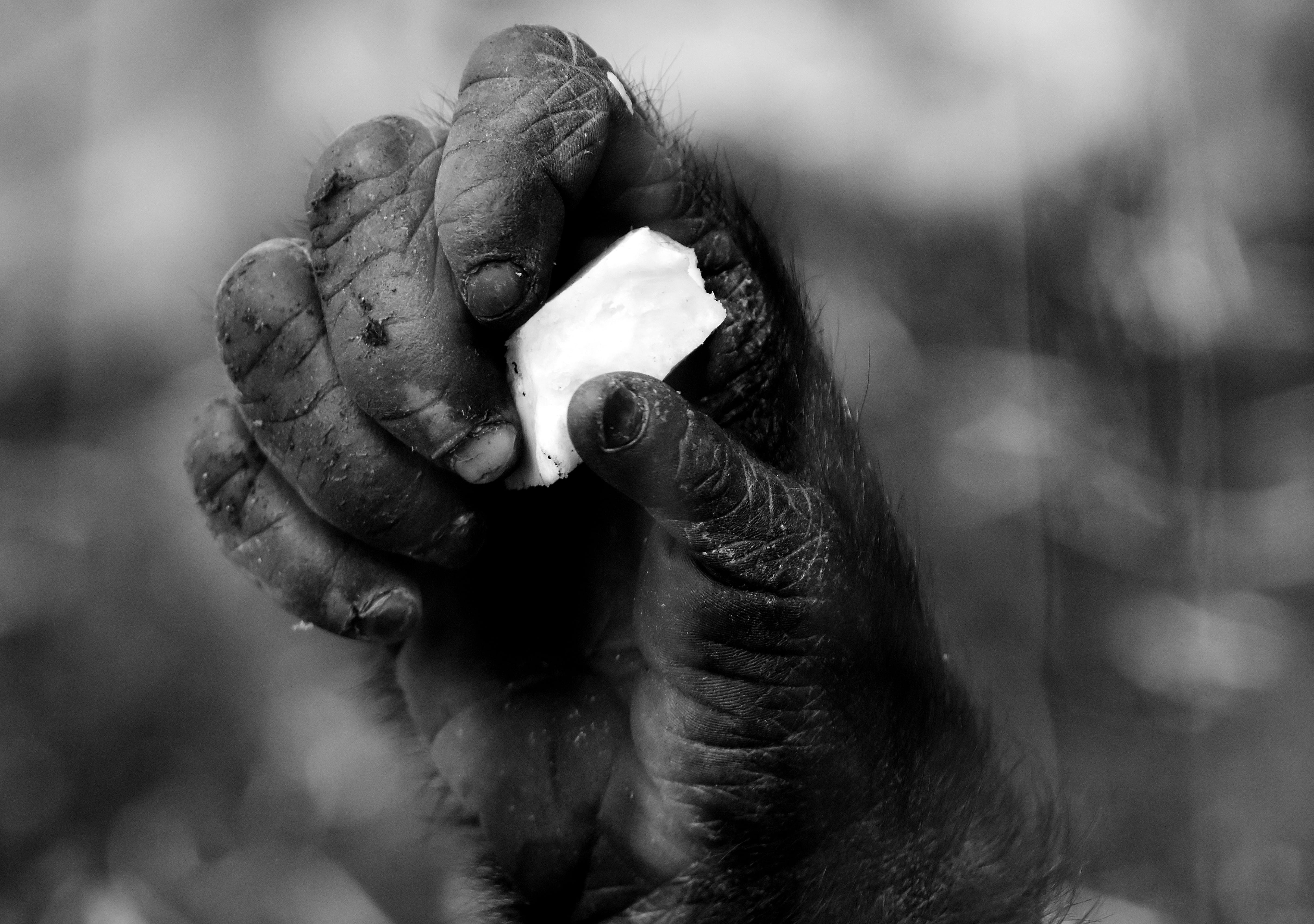 animal recording, animal body part, animal wildlife, rope, gorilla, munich, animal, person, animal mouth, creature, mammal, ape, eating, holding, no people, HD Wallpaper