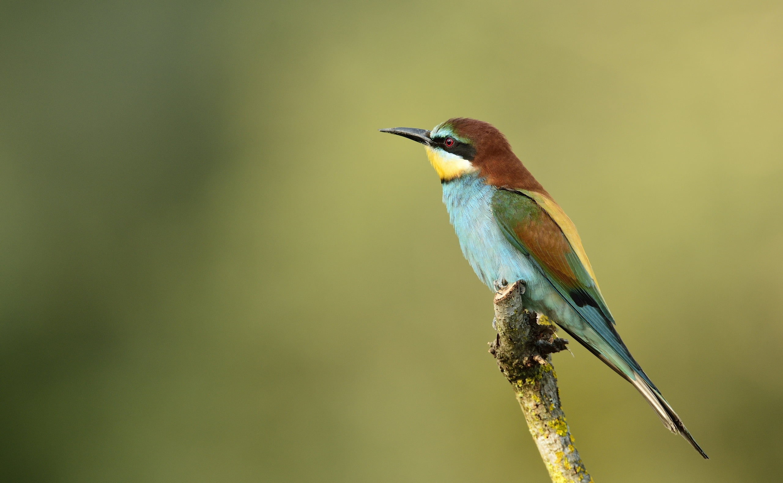 animals in the wild, one animal, poultry, 2K, vertebrate, twig, rainforest, bird, nature, outdoors, branch, day, bee-eater, green, no people, animal, light, HD Wallpaper