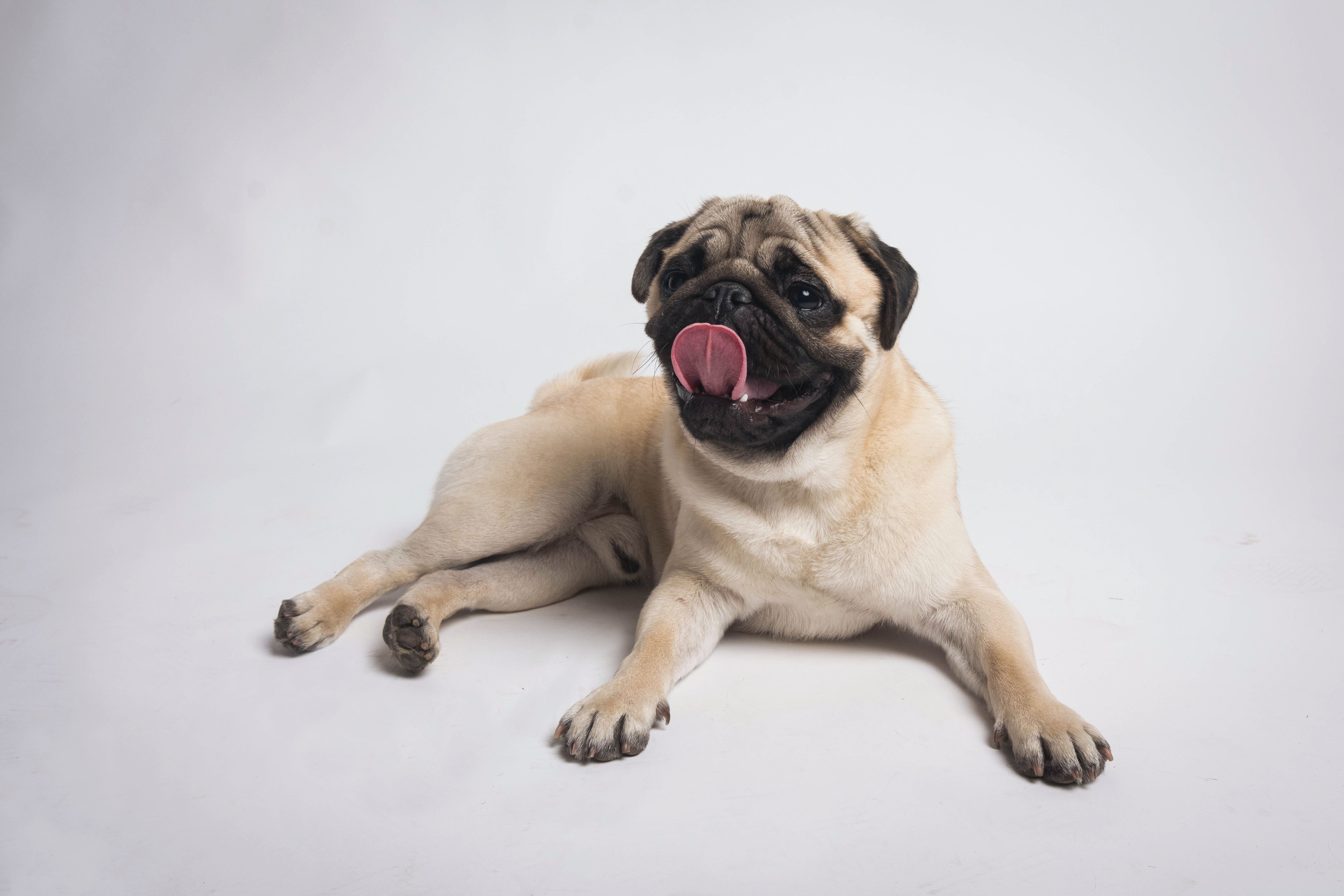 one animal, mouth, animal, lip, white background, full length, domestic animals, inflatable, pet, mouth open, lying down, german shepherd, pointer, finger, HD Wallpaper