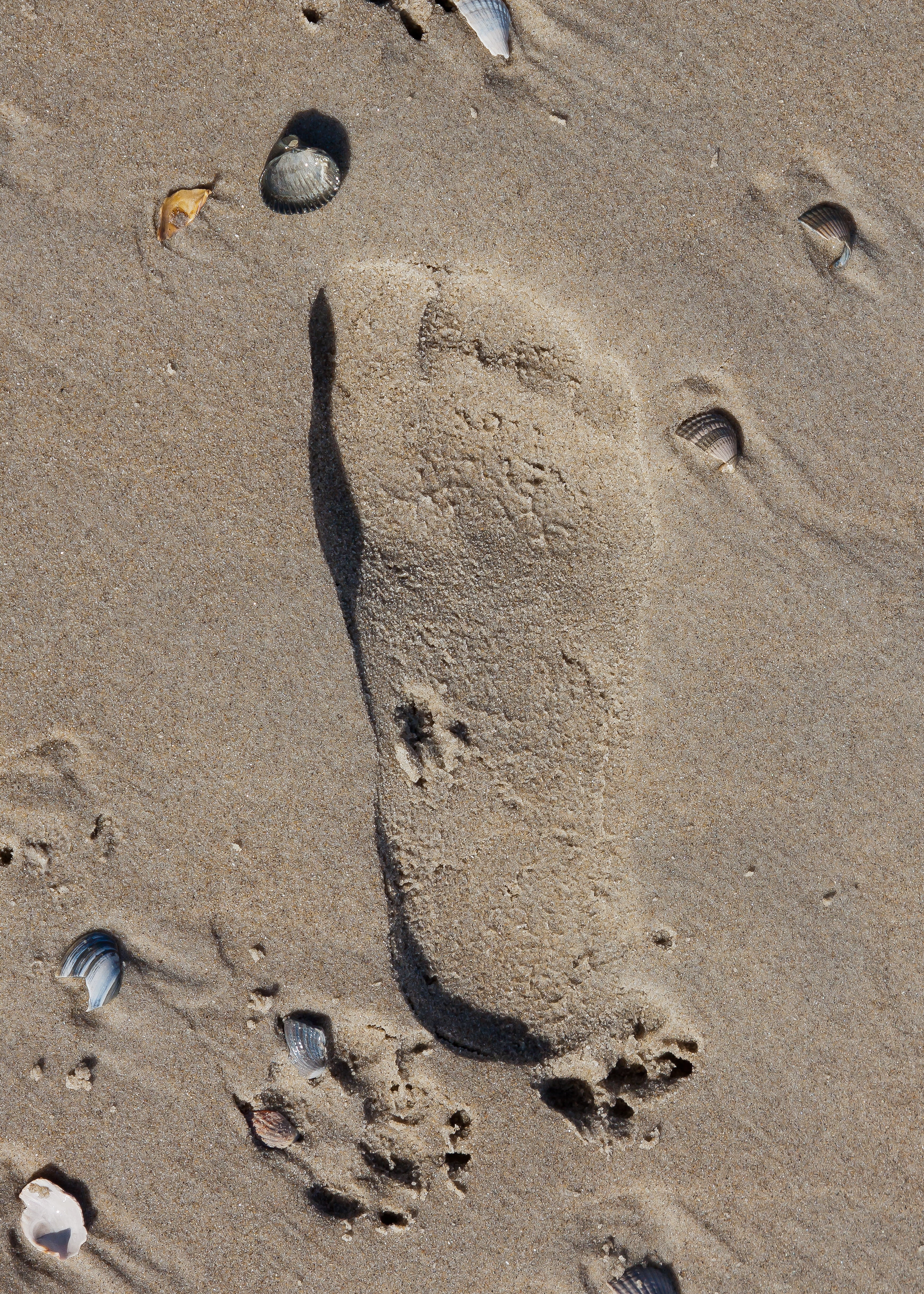 print, beach sand, high angle view, track - imprint, sea, wave, wet, footprint, day, sunlight, sand sculpture, sandburg, sand, no people, animal track, Phone HD Wallpaper