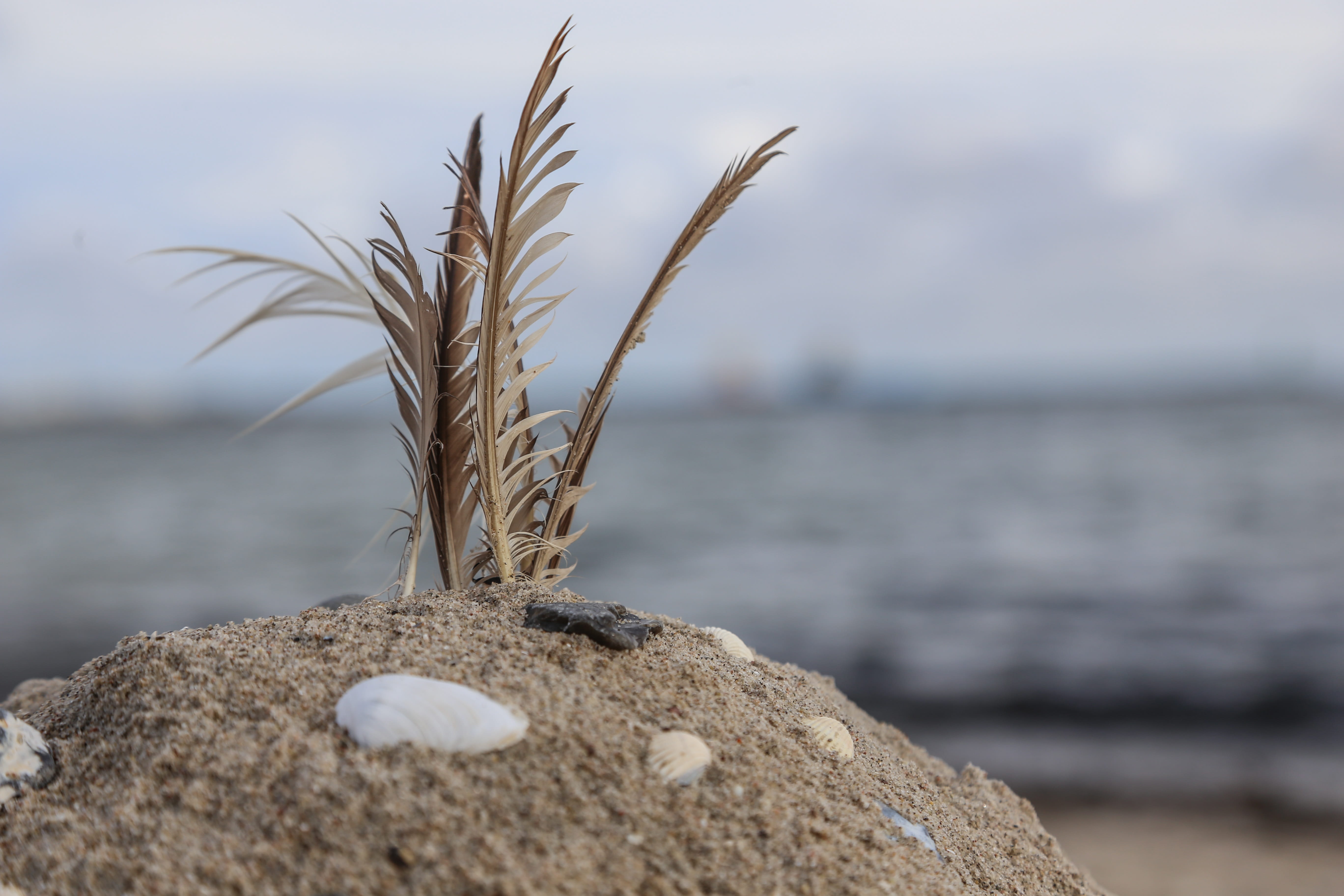 selective focus, land, autumn, Beach, baltic sea, close-up, focus on foreground, Feather, rock - object, horizon, outdoors, beauty in nature, nature, day, HD Wallpaper